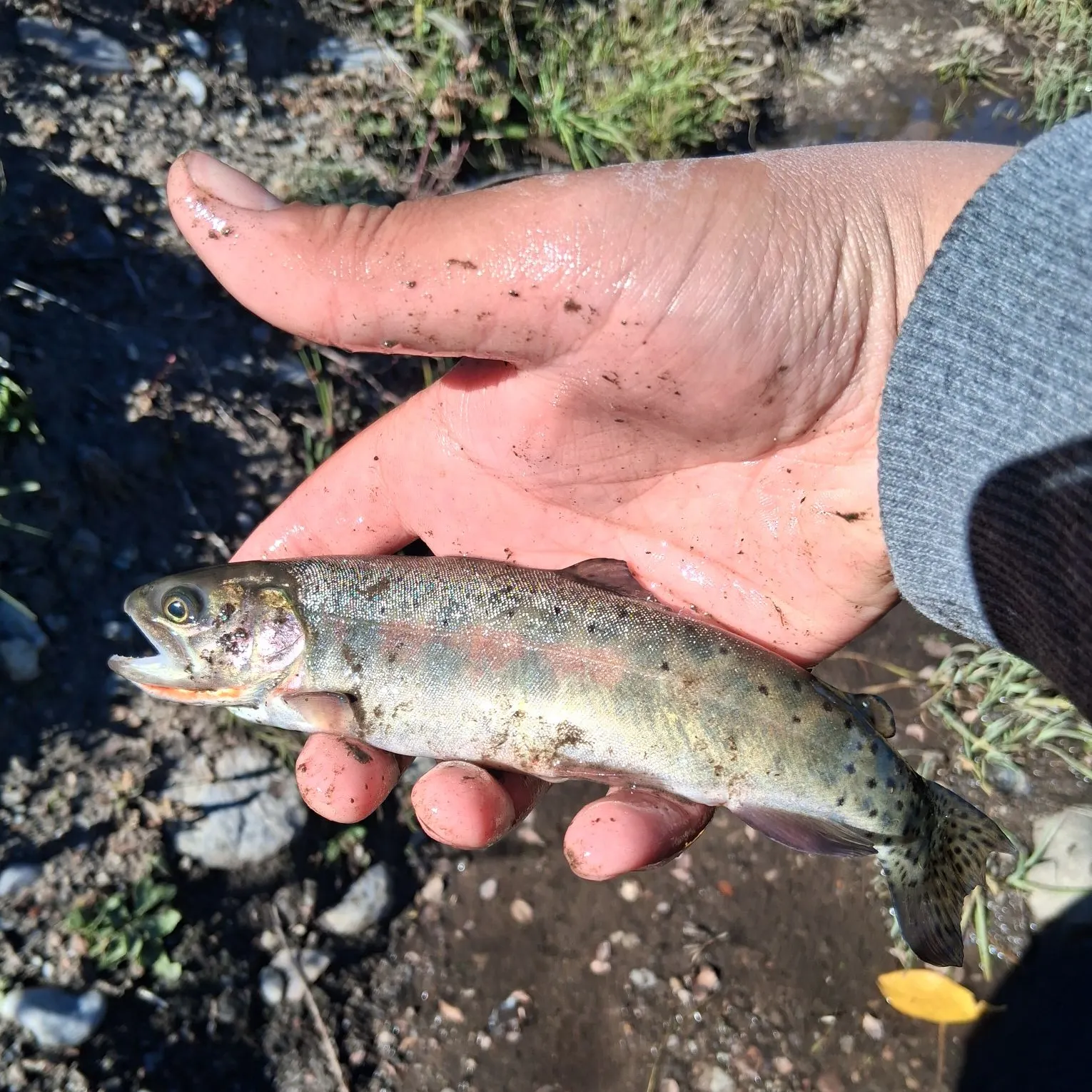 The most recent Rio Grande cutthroat trout catches on Fishbrain