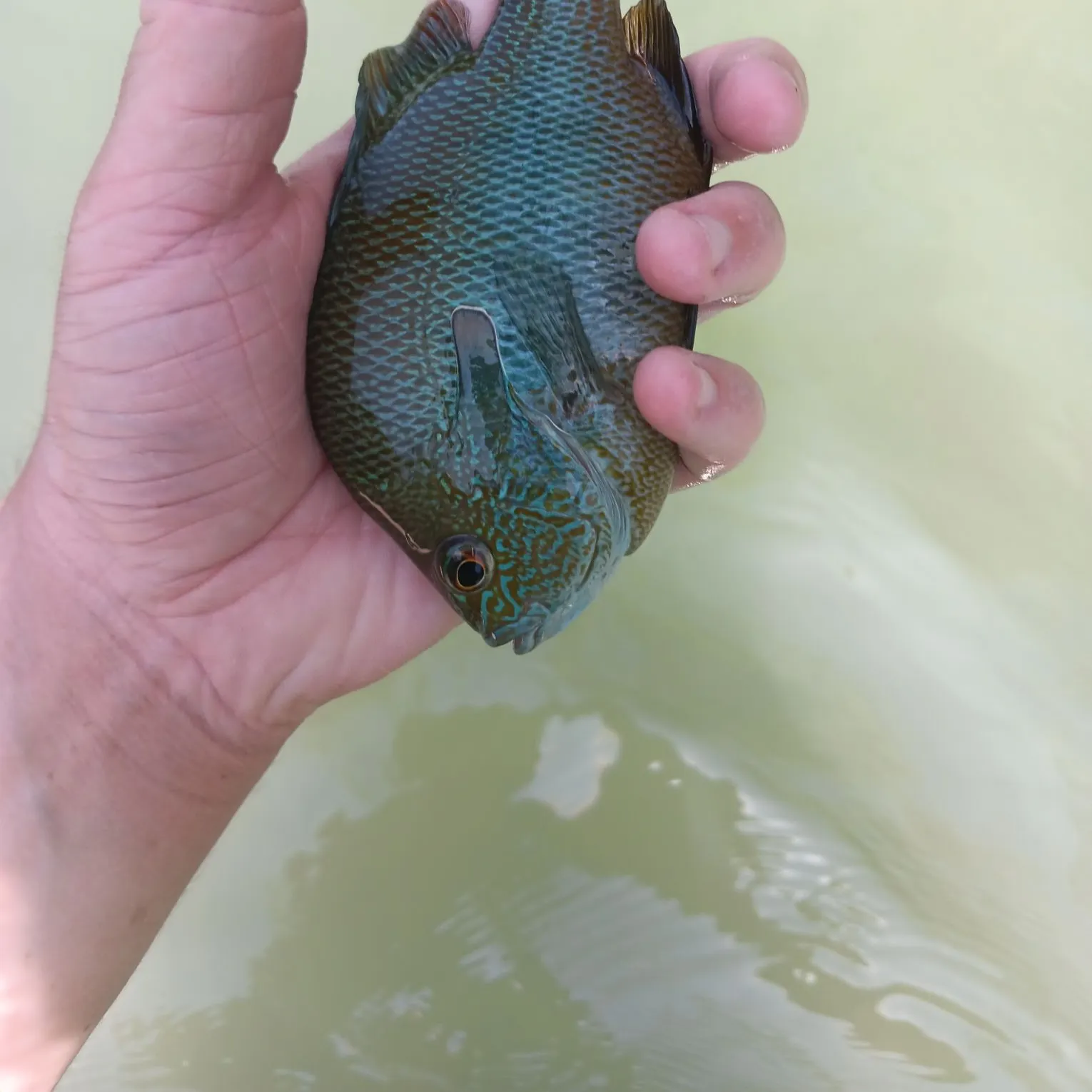 most liked catch image