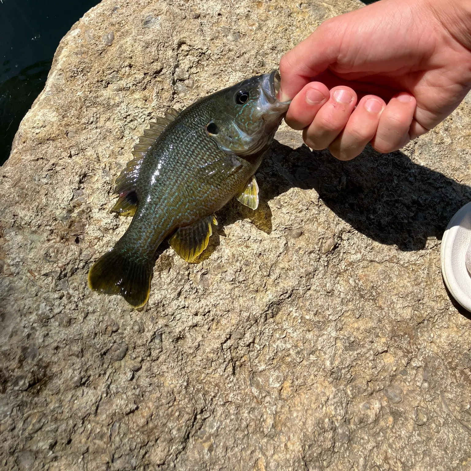 The most recent Green sunfish catches on Fishbrain