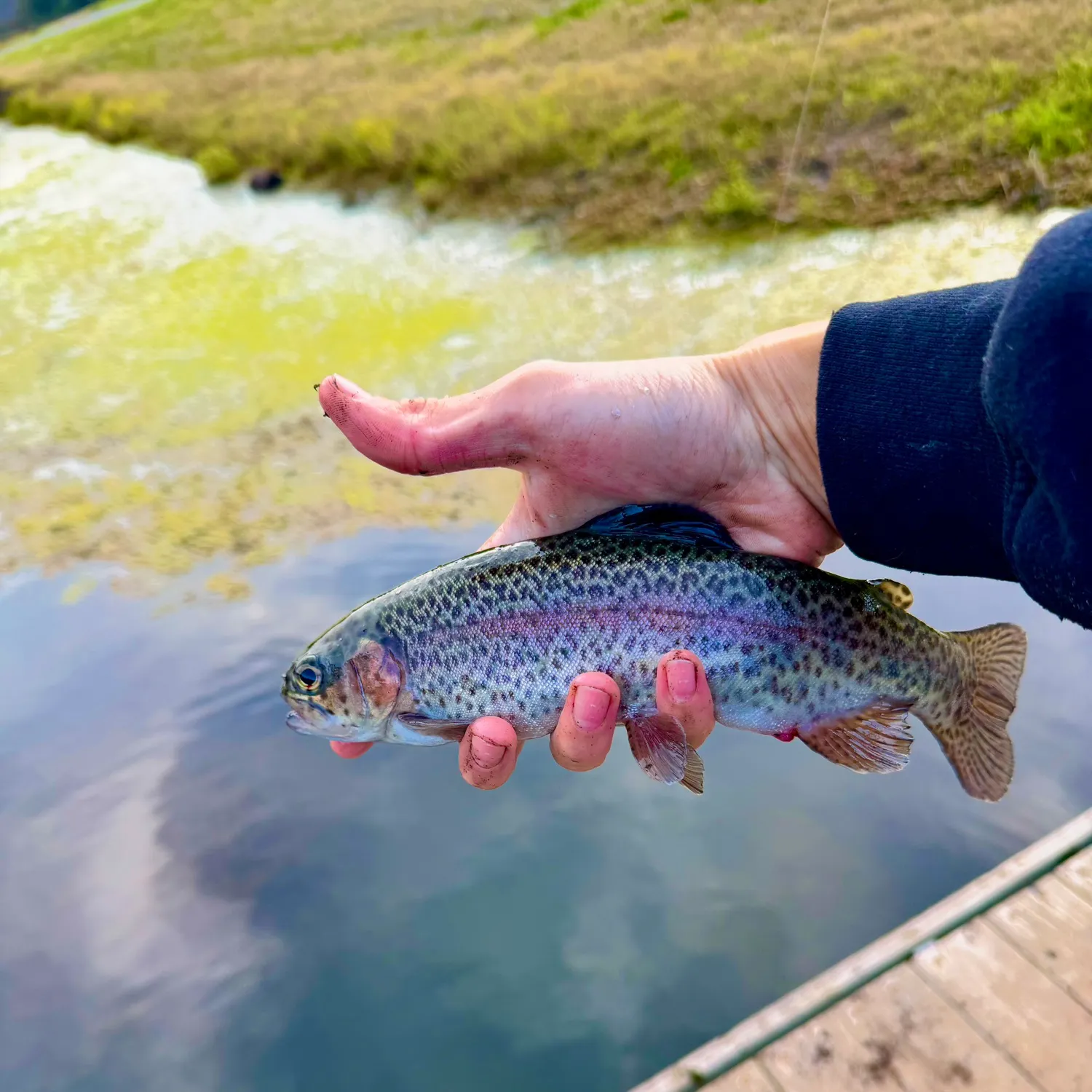 Rainbow trout caught on Fishbrain