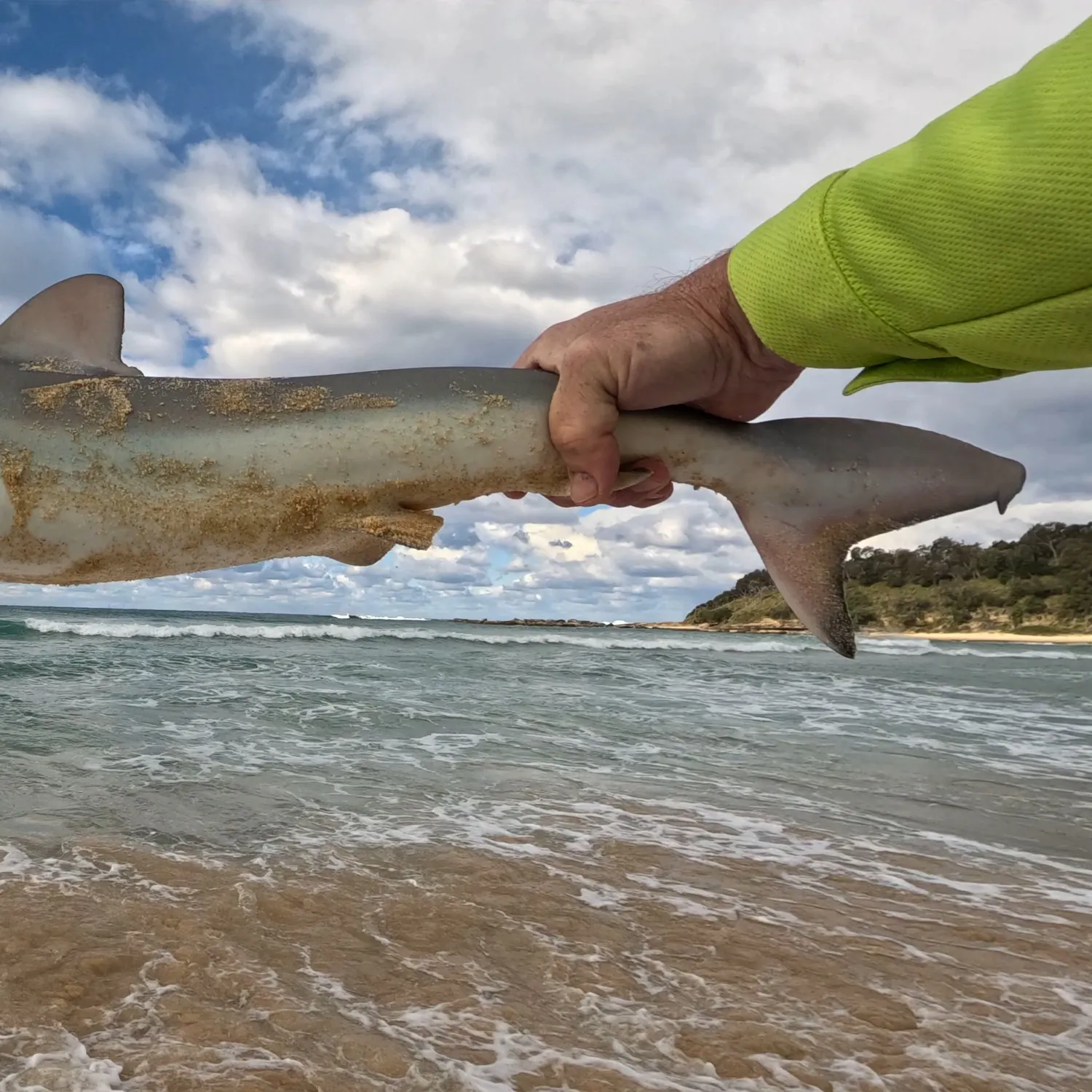 The most recent Tope shark catches on Fishbrain