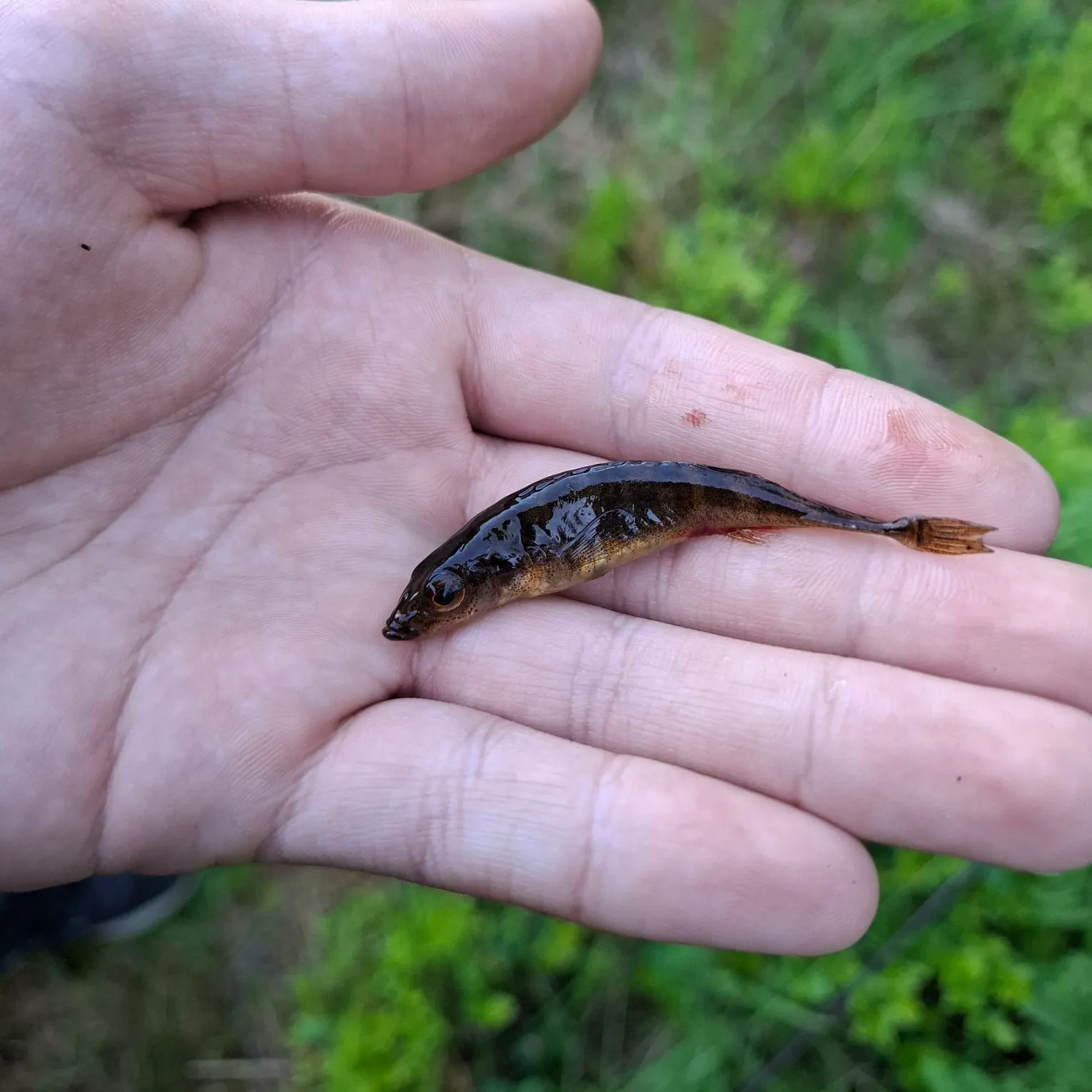The most recent Ninespine stickleback catches on Fishbrain