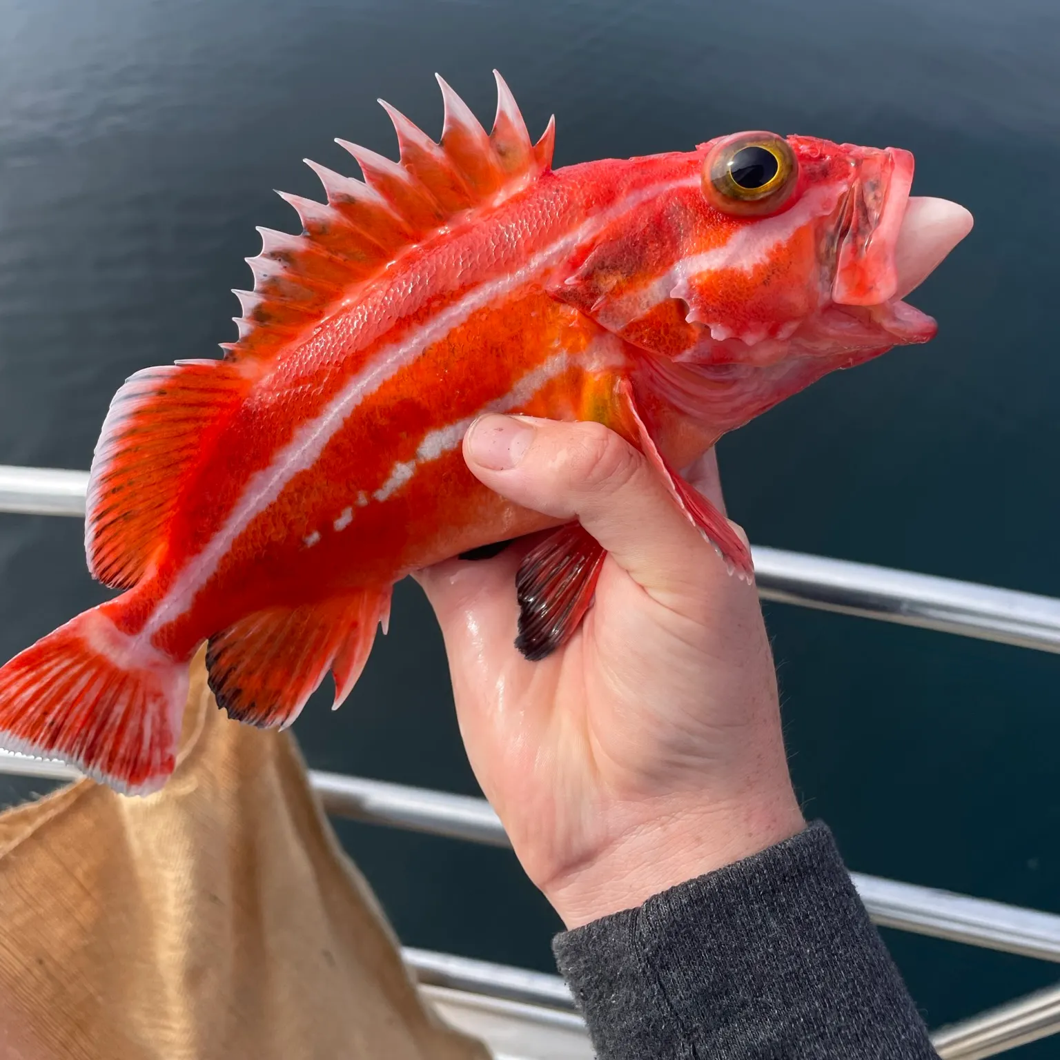The most recent Yelloweye rockfish catches on Fishbrain