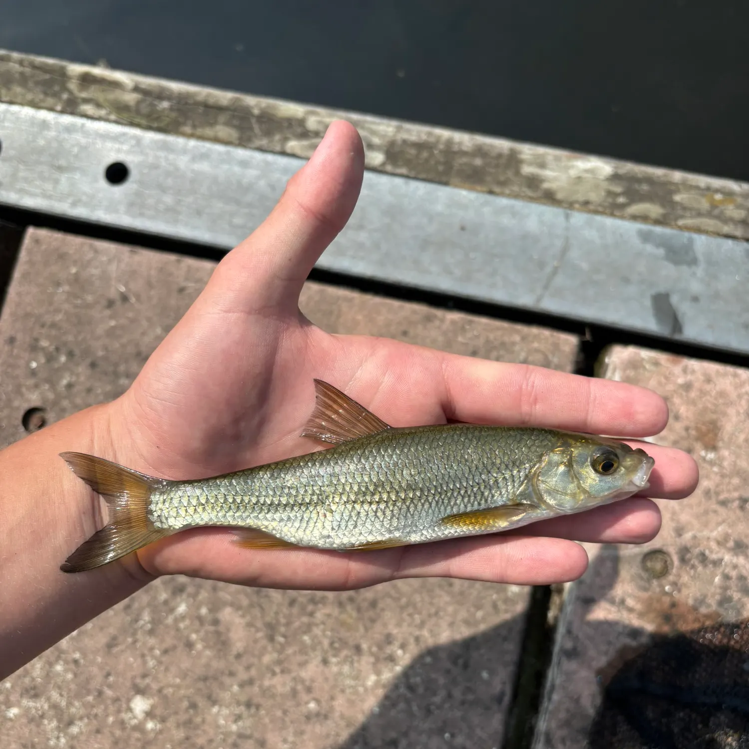 The most recent Common dace catches on Fishbrain