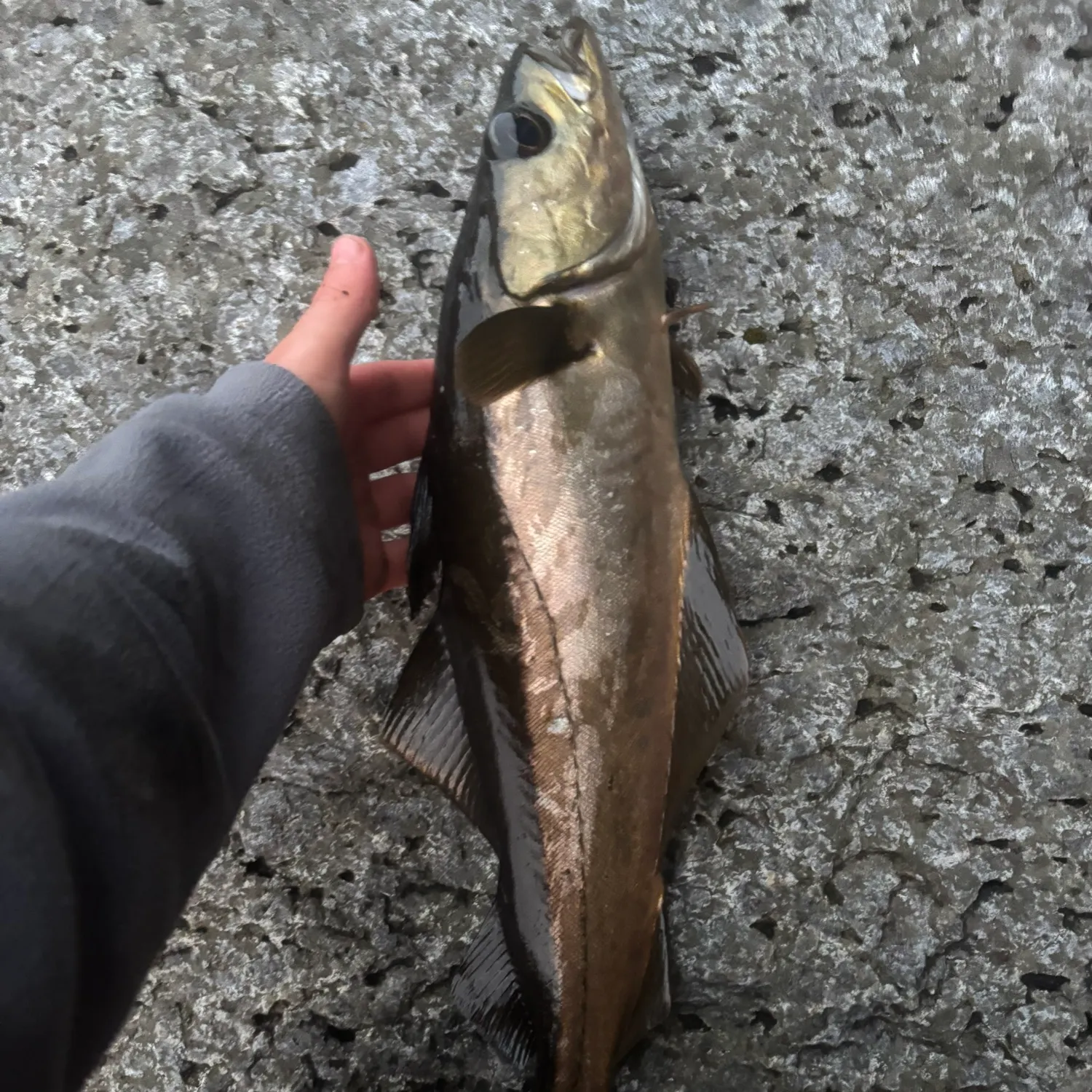 Pollack caught on Fishbrain
