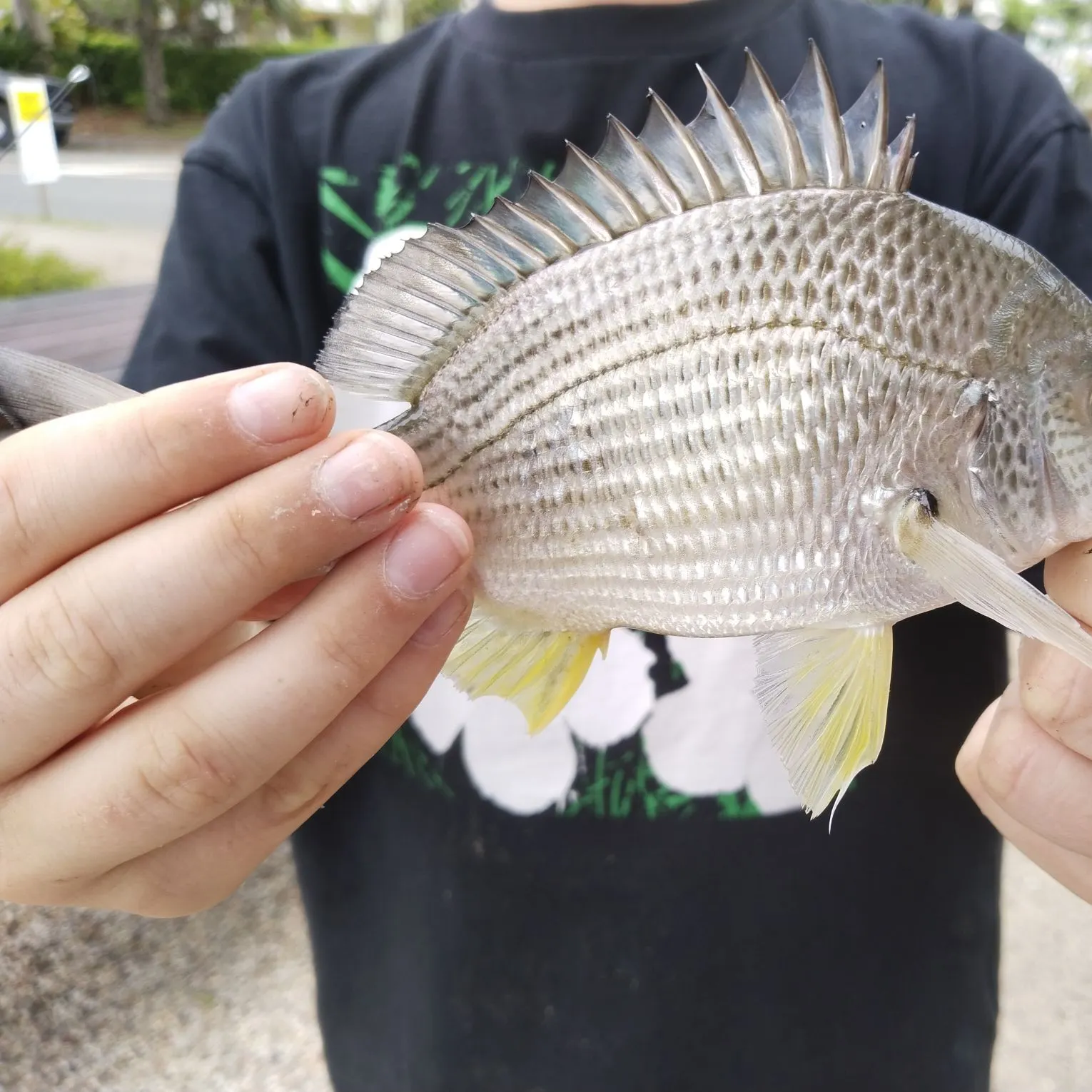 Surf bream caught on Fishbrain