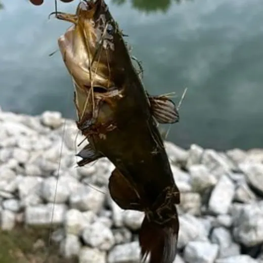 Brown bullhead caught on Fishbrain