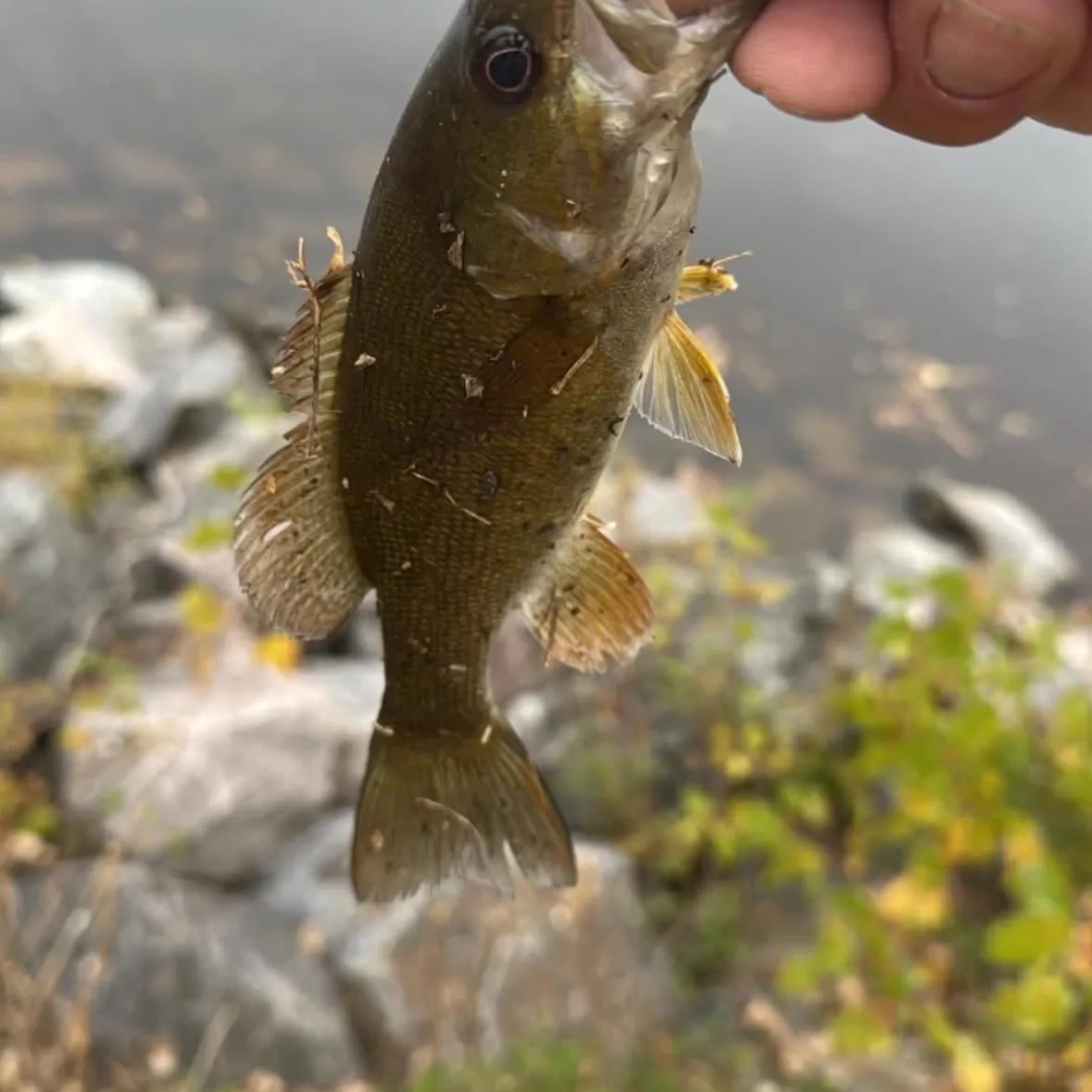 Smallmouth bass caught on Fishbrain