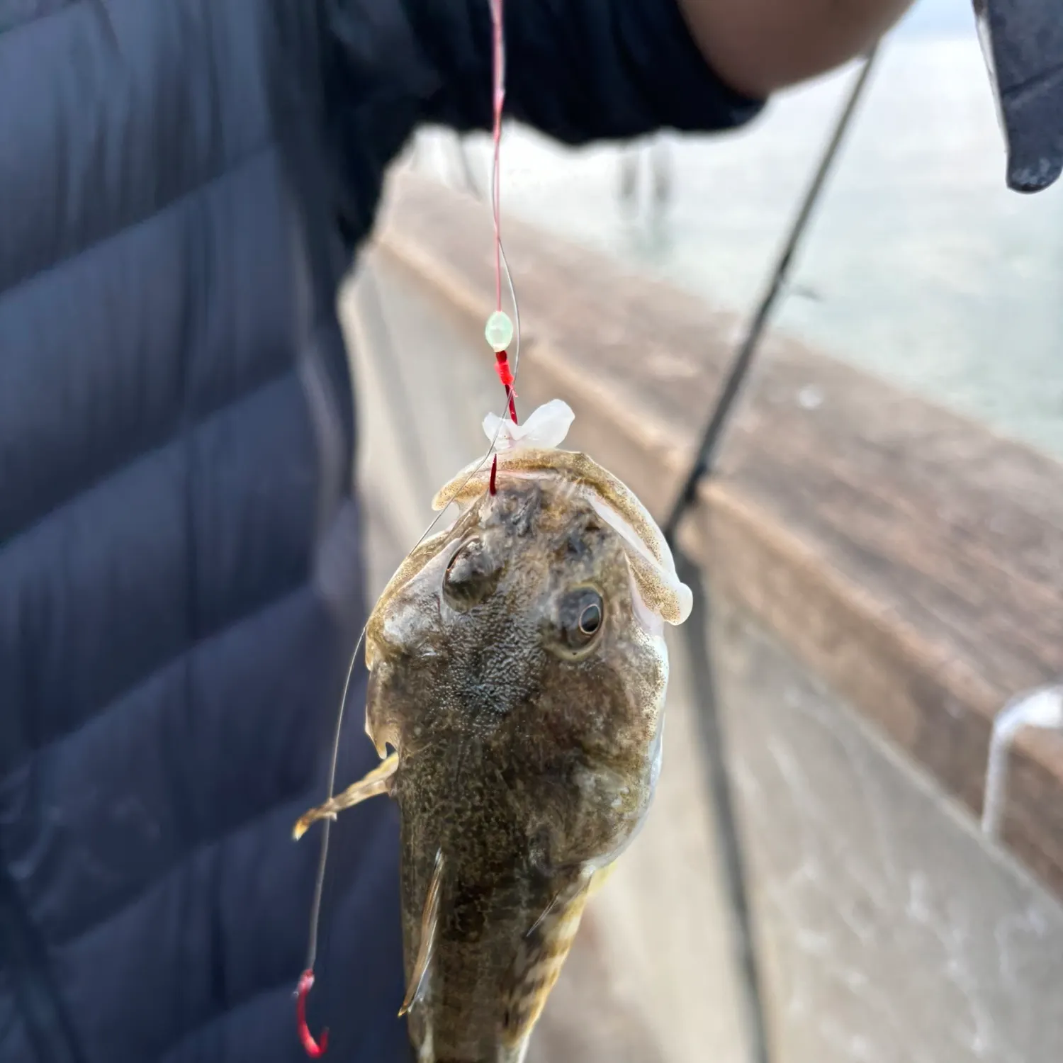The most recent Pacific staghorn sculpin catches on Fishbrain