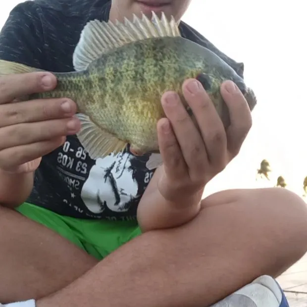 Redear sunfish caught on Fishbrain