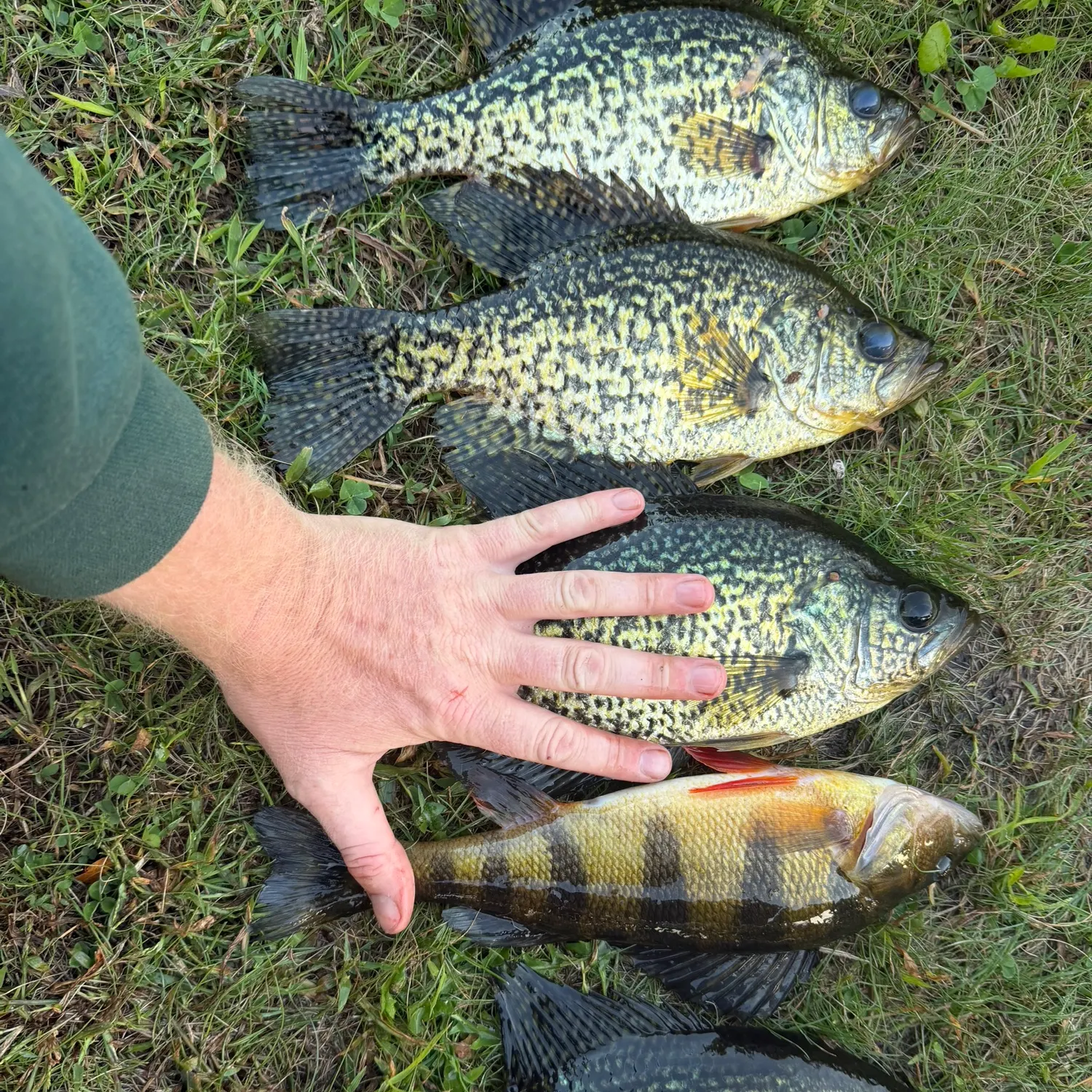 Black crappie caught on Fishbrain