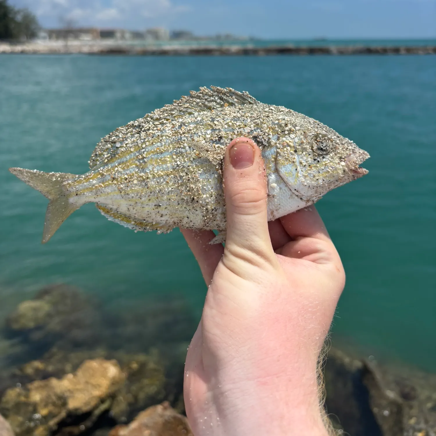 The most recent Pinfish catches on Fishbrain