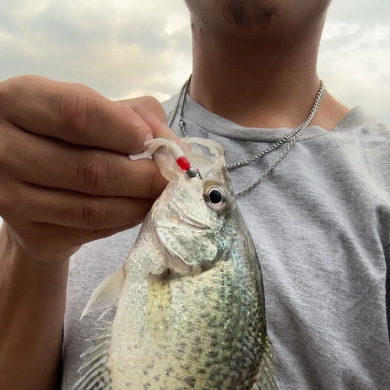 Black crappie caught on Fishbrain