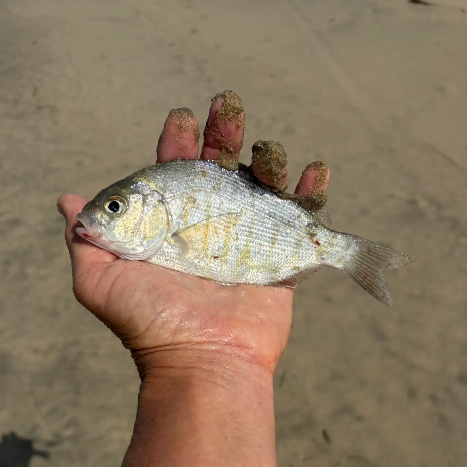 The most recent Barred surfperch catches on Fishbrain