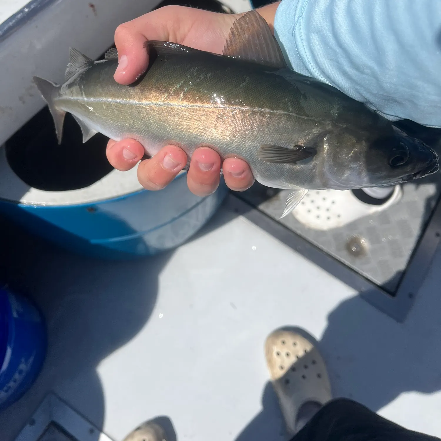 The most recent Atlantic pollock catches on Fishbrain
