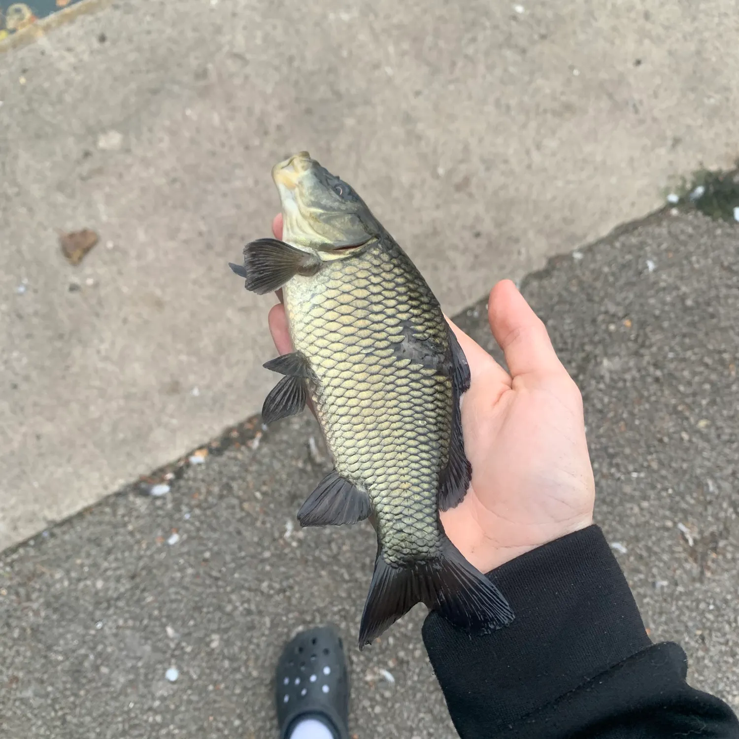 The most recent Black carp catches on Fishbrain