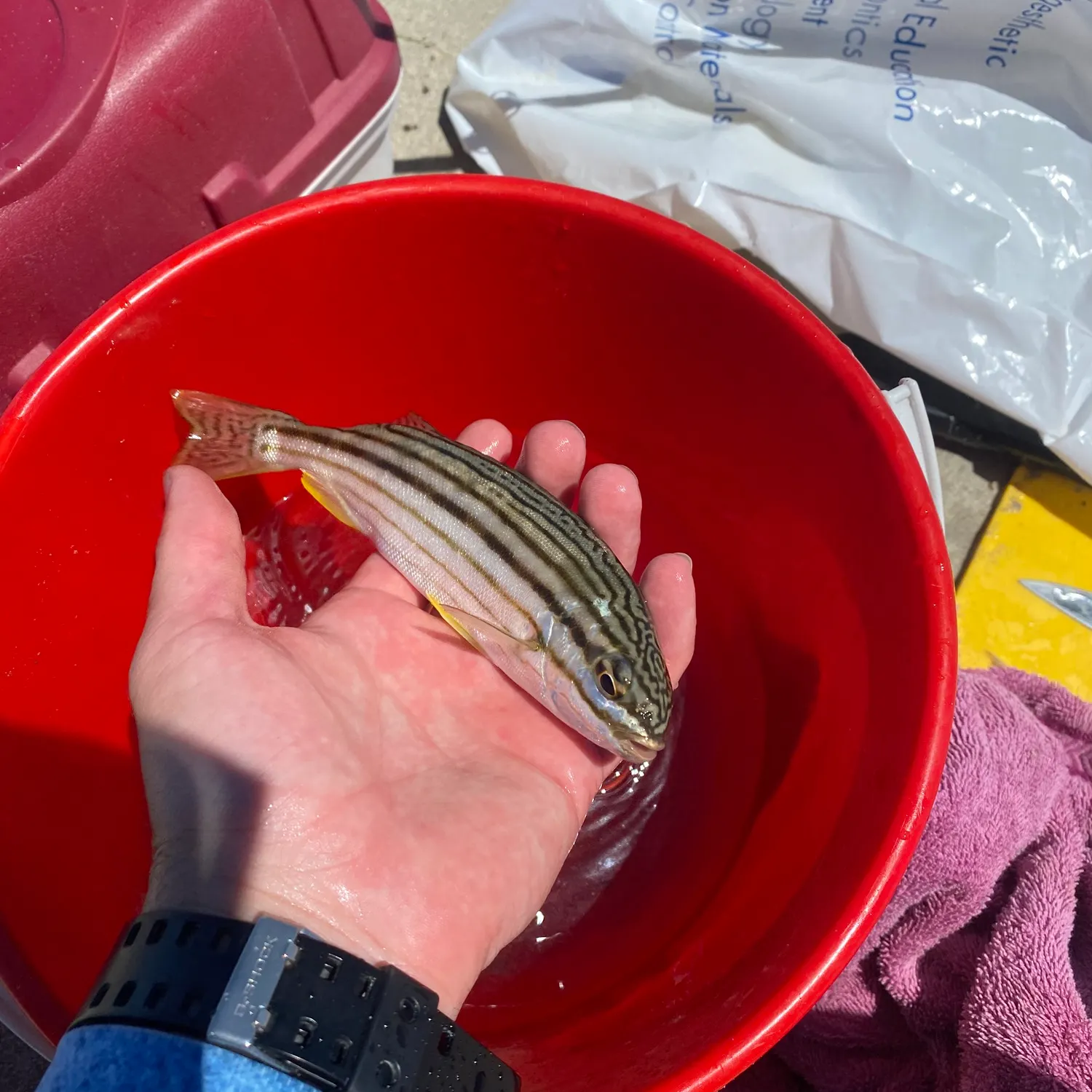 recently logged catches