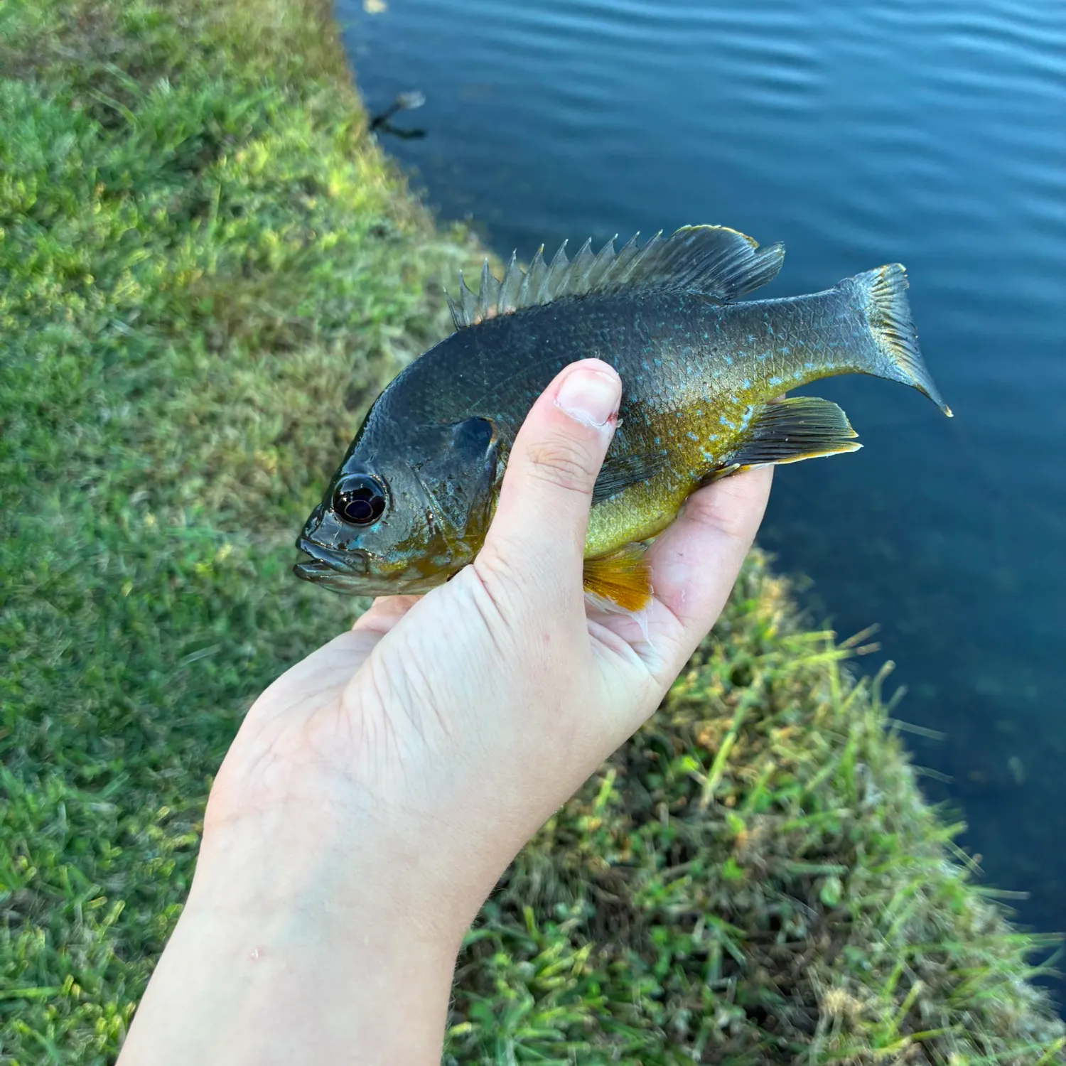 Greengill hybrid caught on Fishbrain