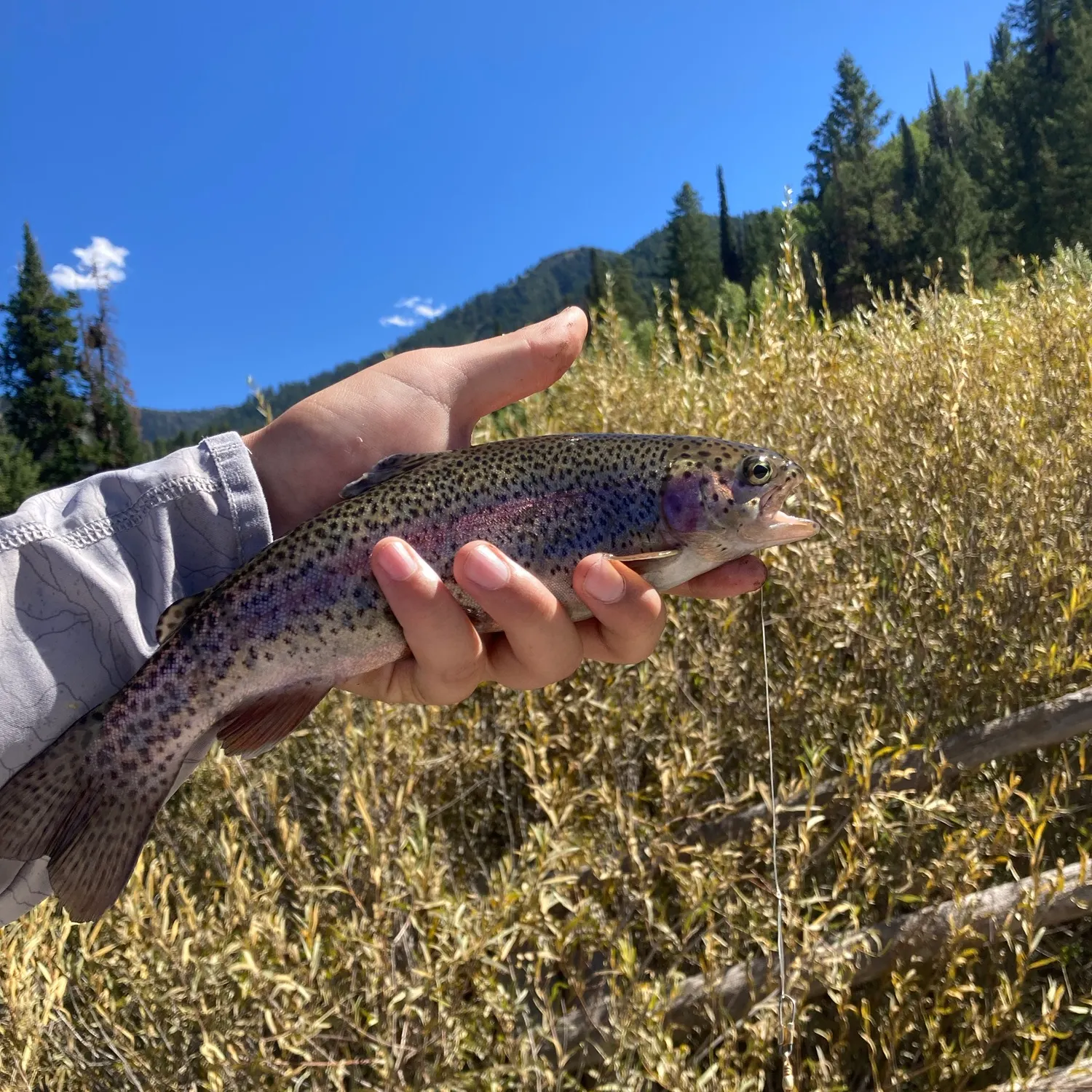 Rainbow trout caught on Fishbrain