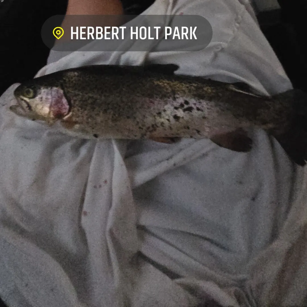 Rainbow trout caught on Fishbrain