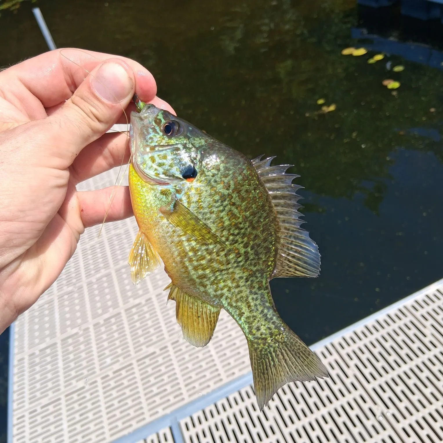 Pumpkinseed caught on Fishbrain