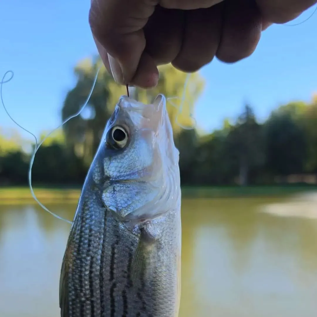 Wiper caught on Fishbrain