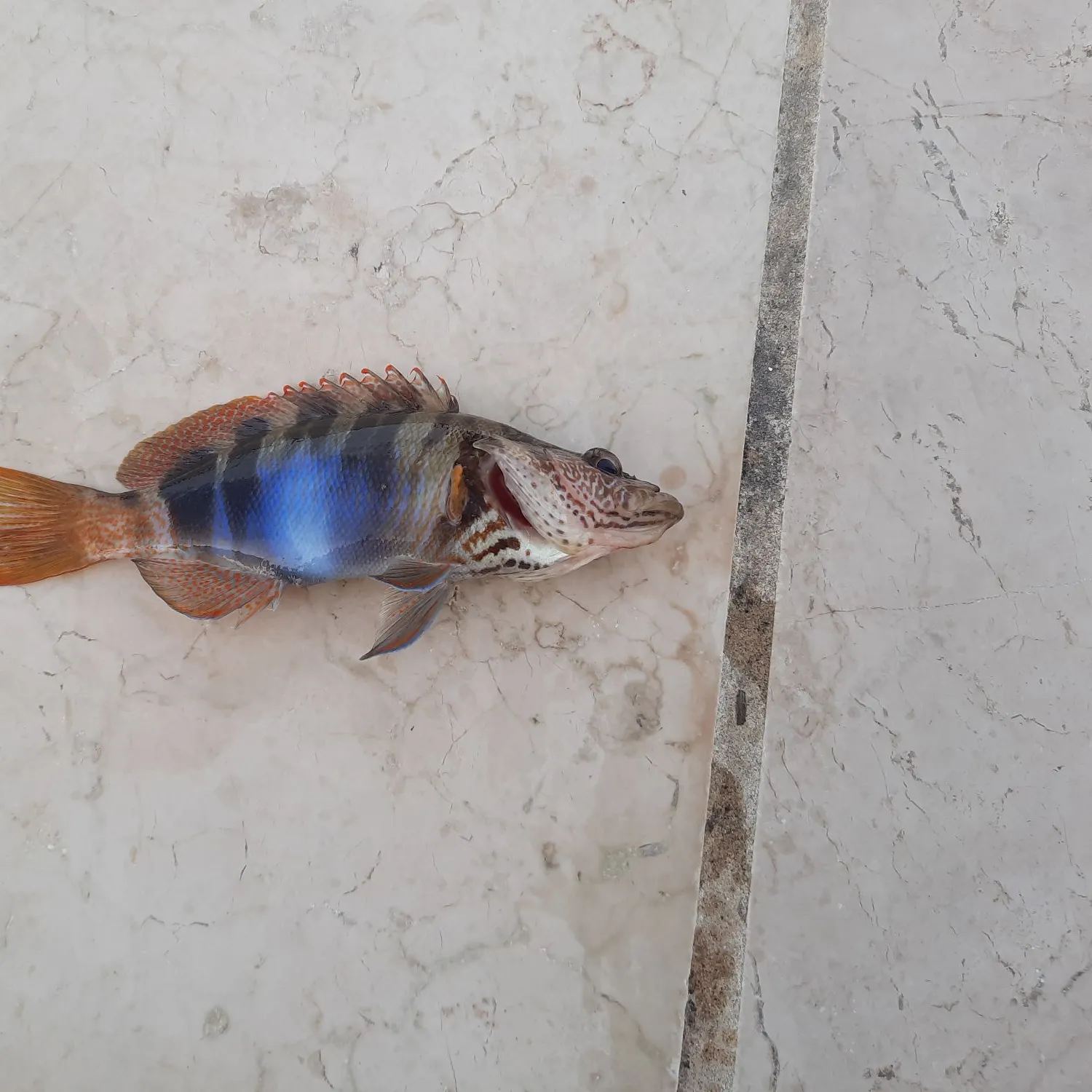 The most recent Painted comber catches on Fishbrain