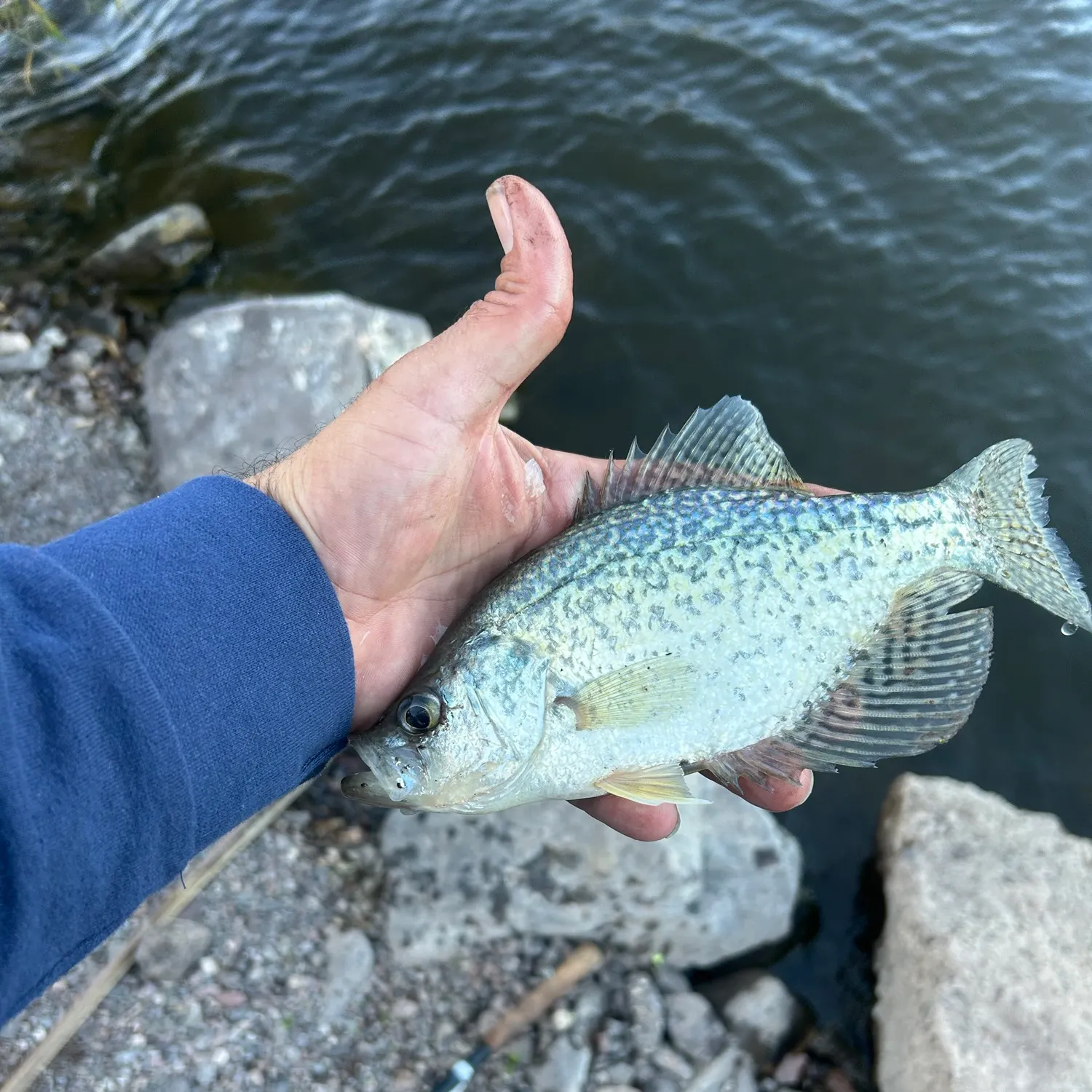 Black crappie caught on Fishbrain