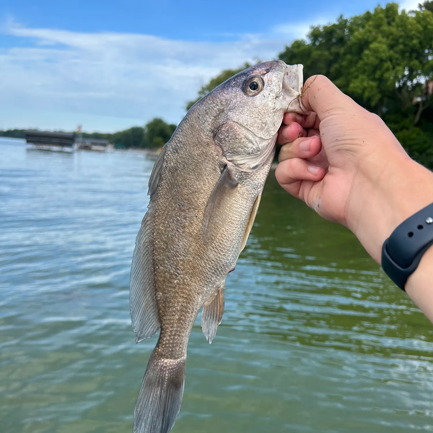 Freshwater drum caught on Fishbrain