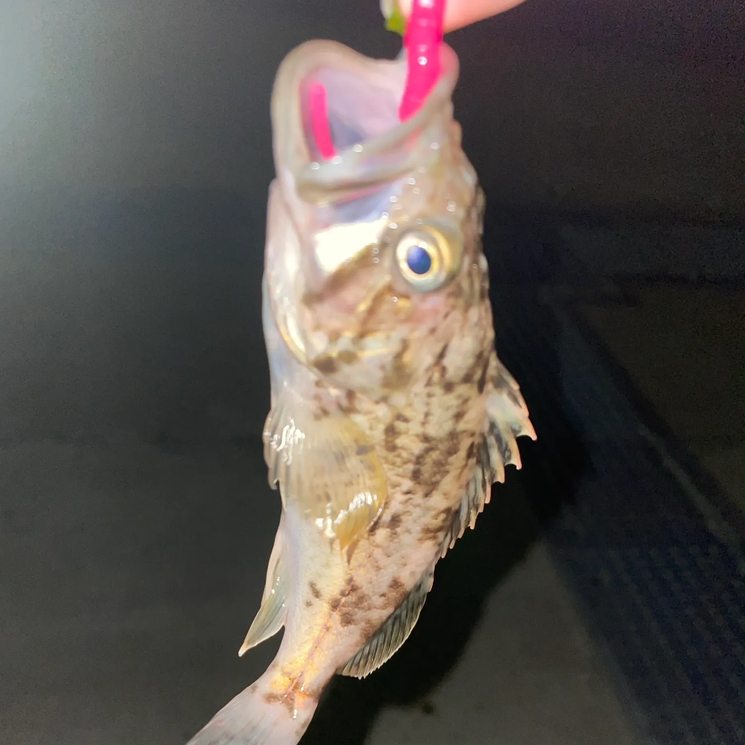 The most recent Japanese white seaperch catches on Fishbrain