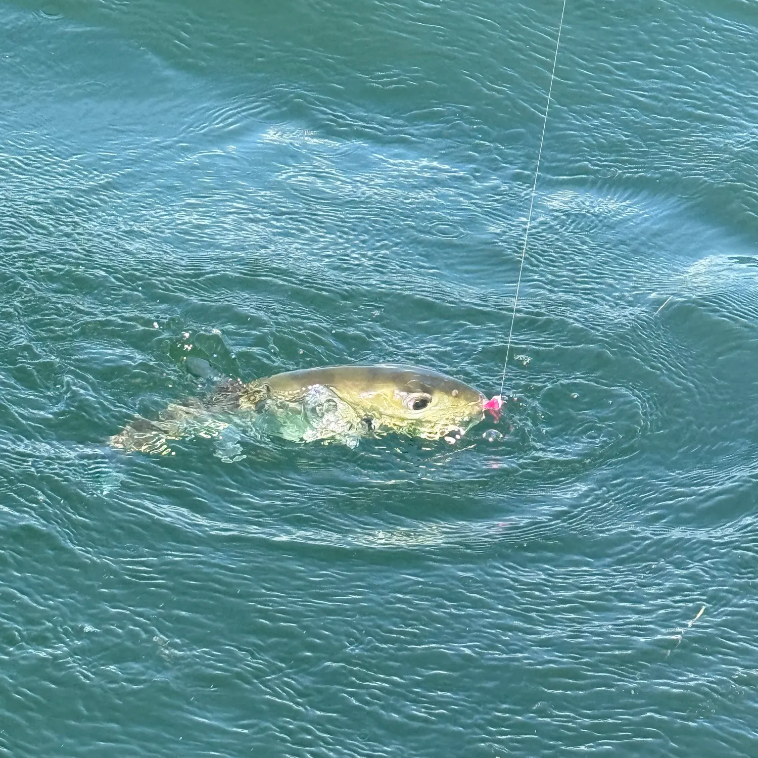The most recent Smooth puffer catches on Fishbrain