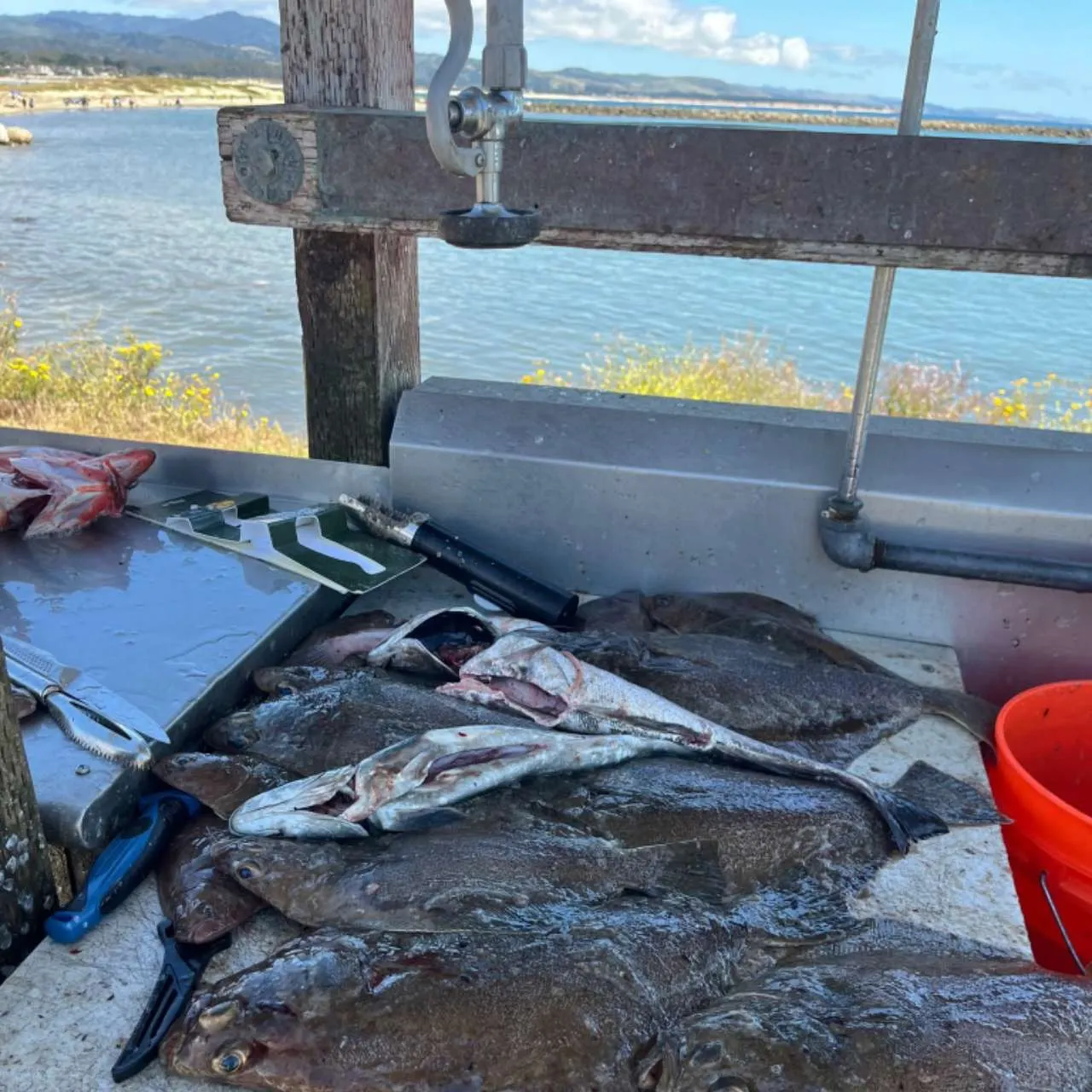 The most recent Petrale sole catches on Fishbrain