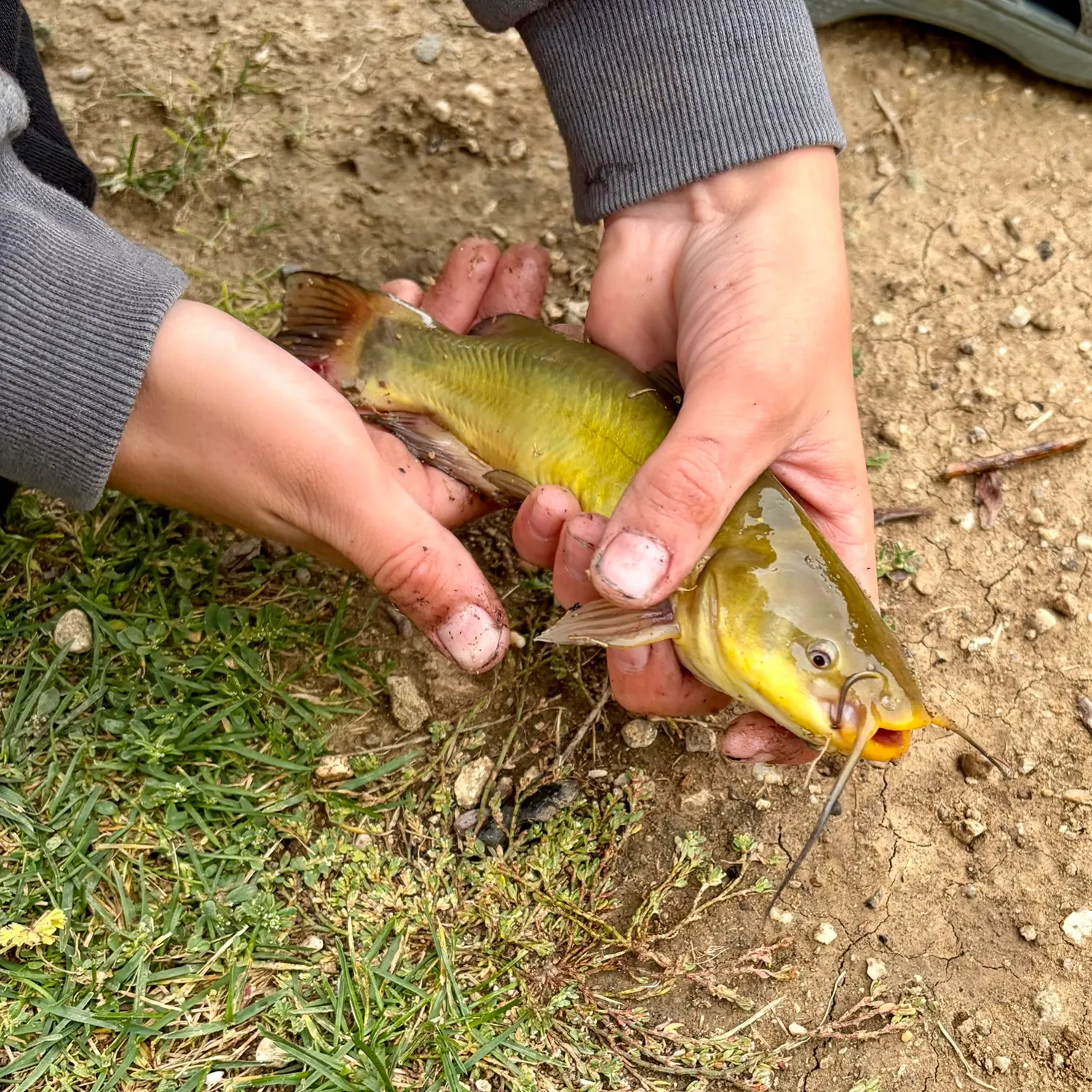 Yellow bullhead caught on Fishbrain