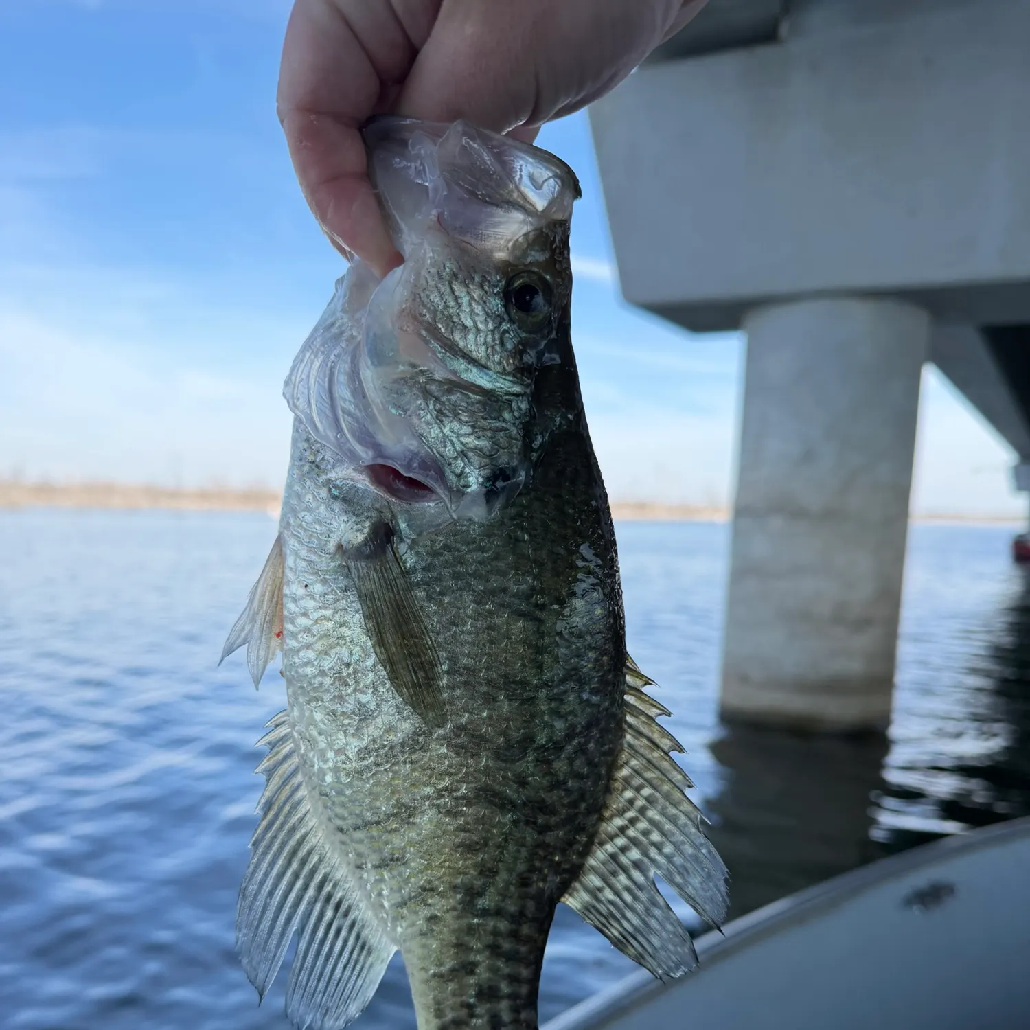 White crappie caught on Fishbrain