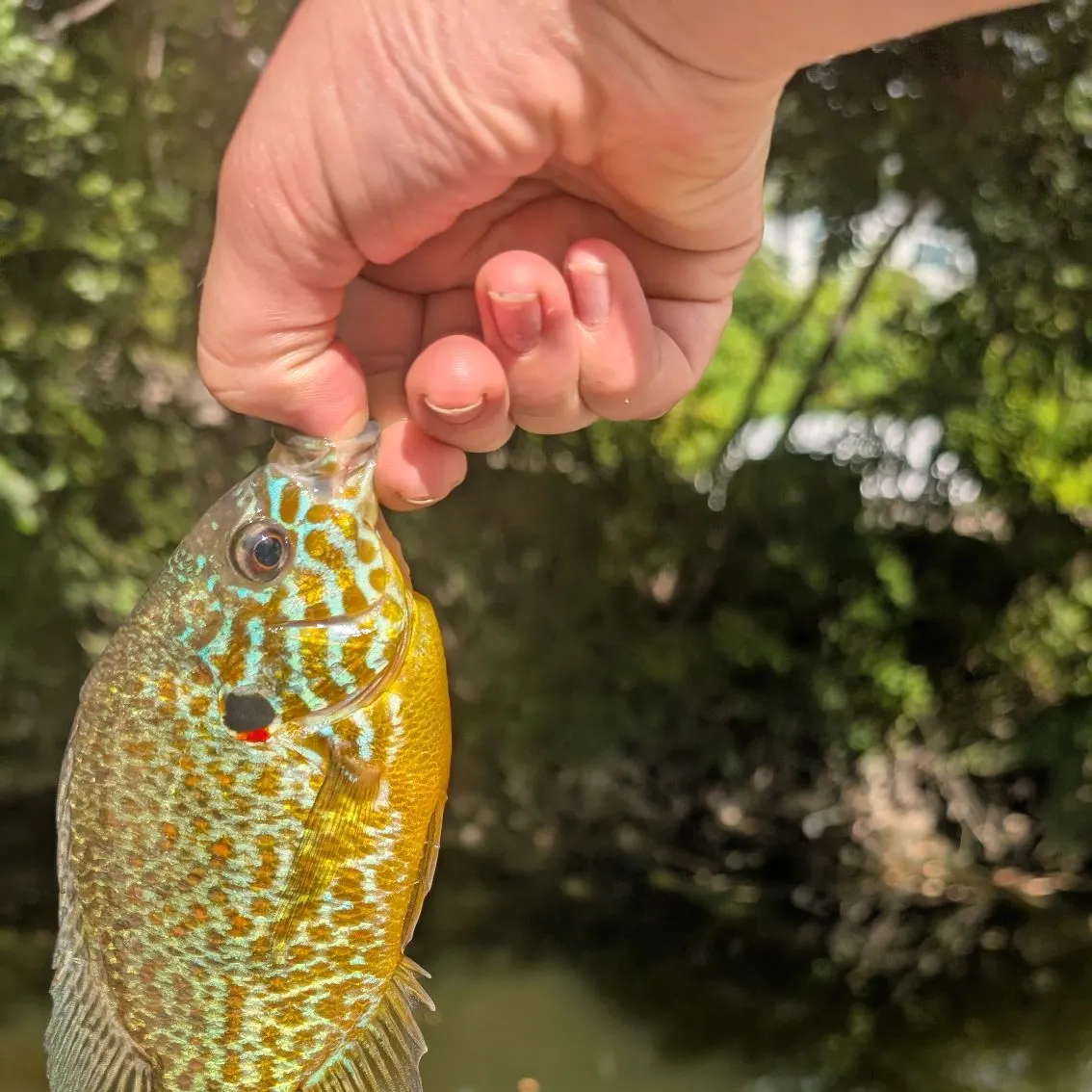 Pumpkinseed caught on Fishbrain