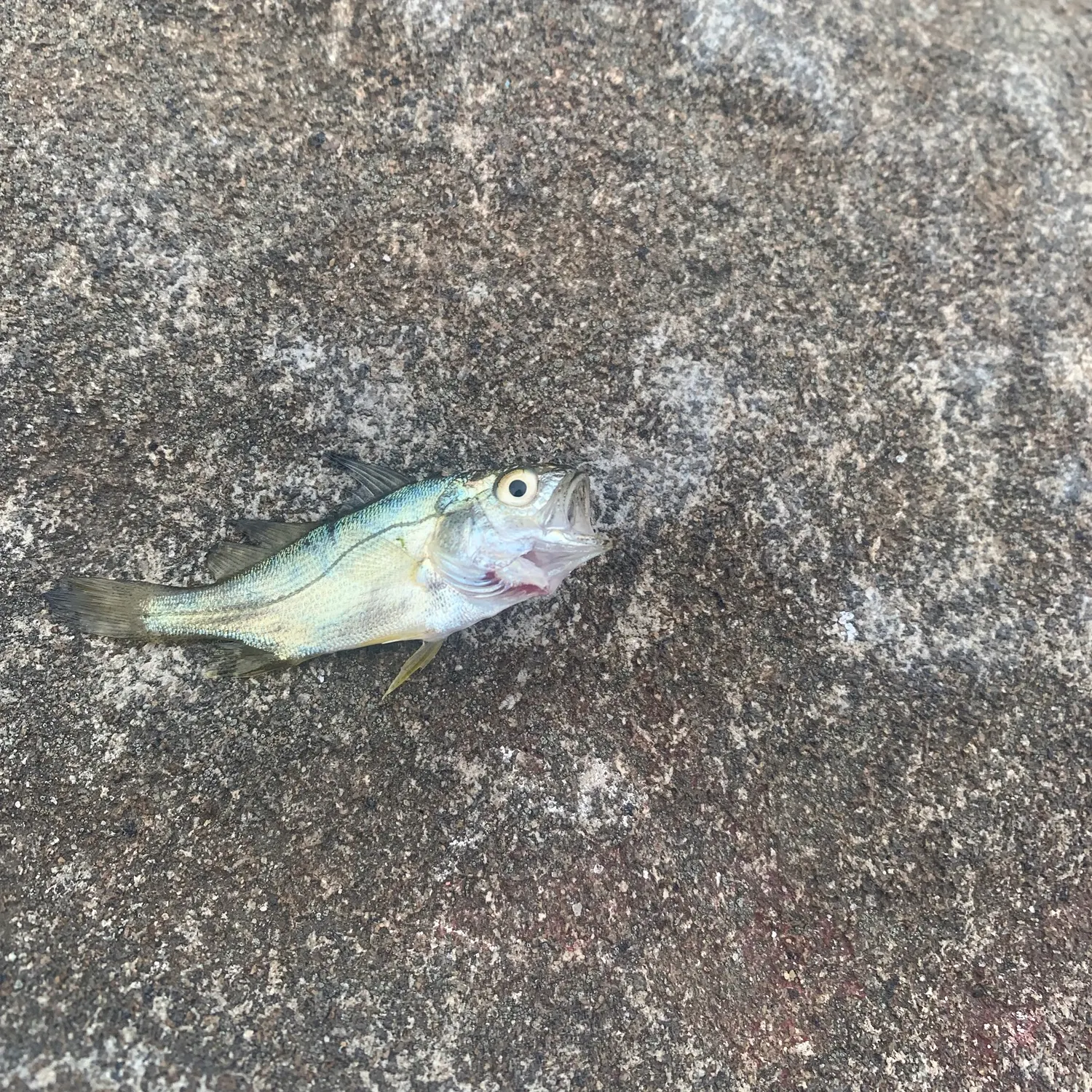 The most recent Silver perch catches on Fishbrain