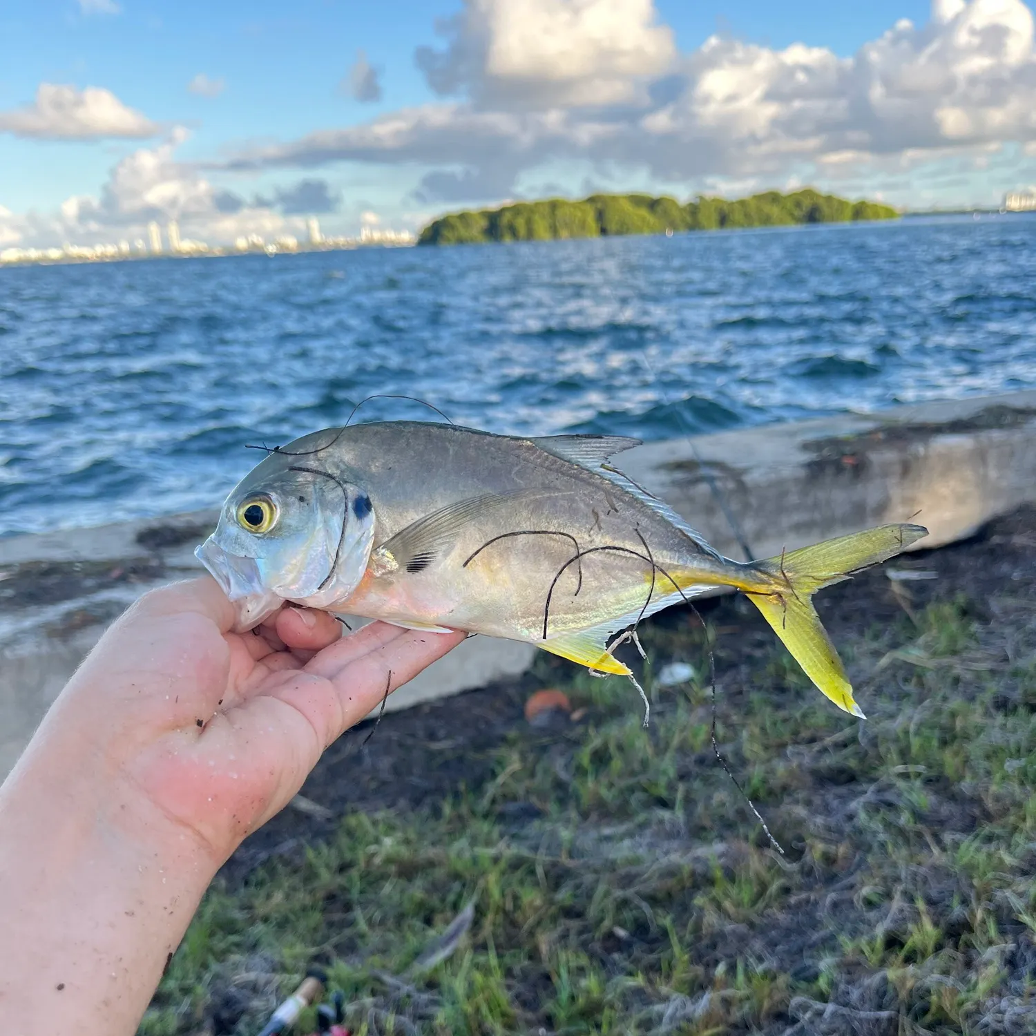 Crevalle jack caught on Fishbrain