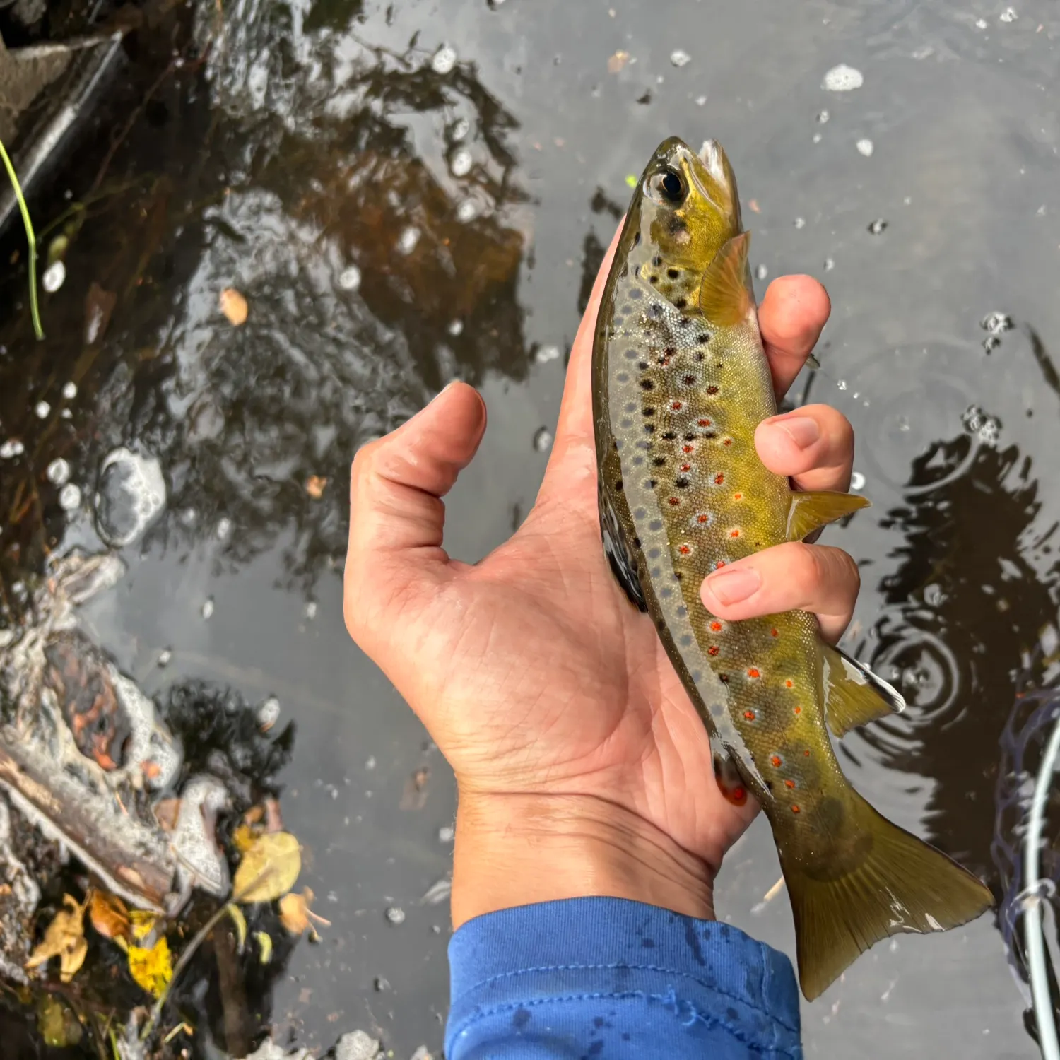 Brown trout caught on Fishbrain