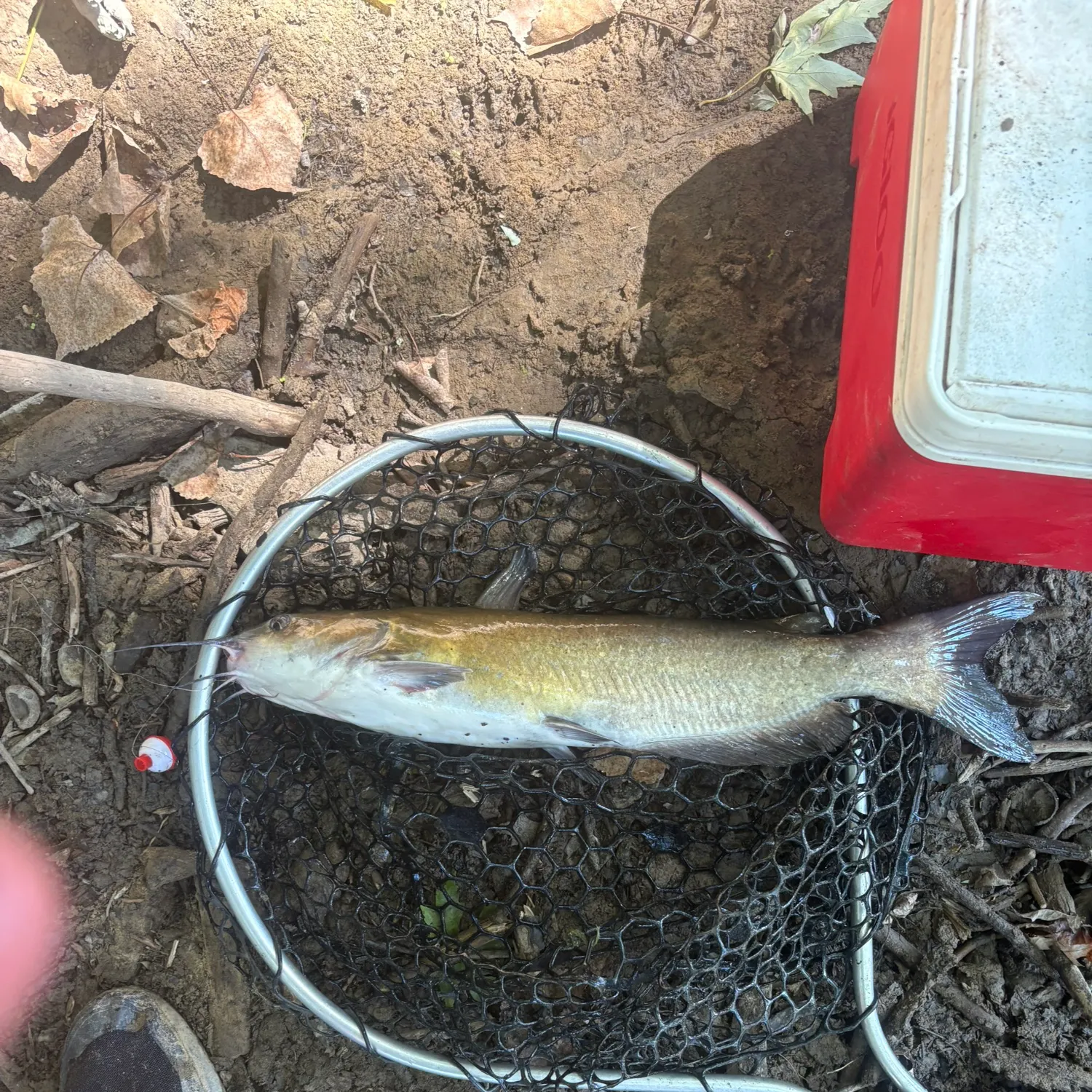 Channel catfish caught on Fishbrain