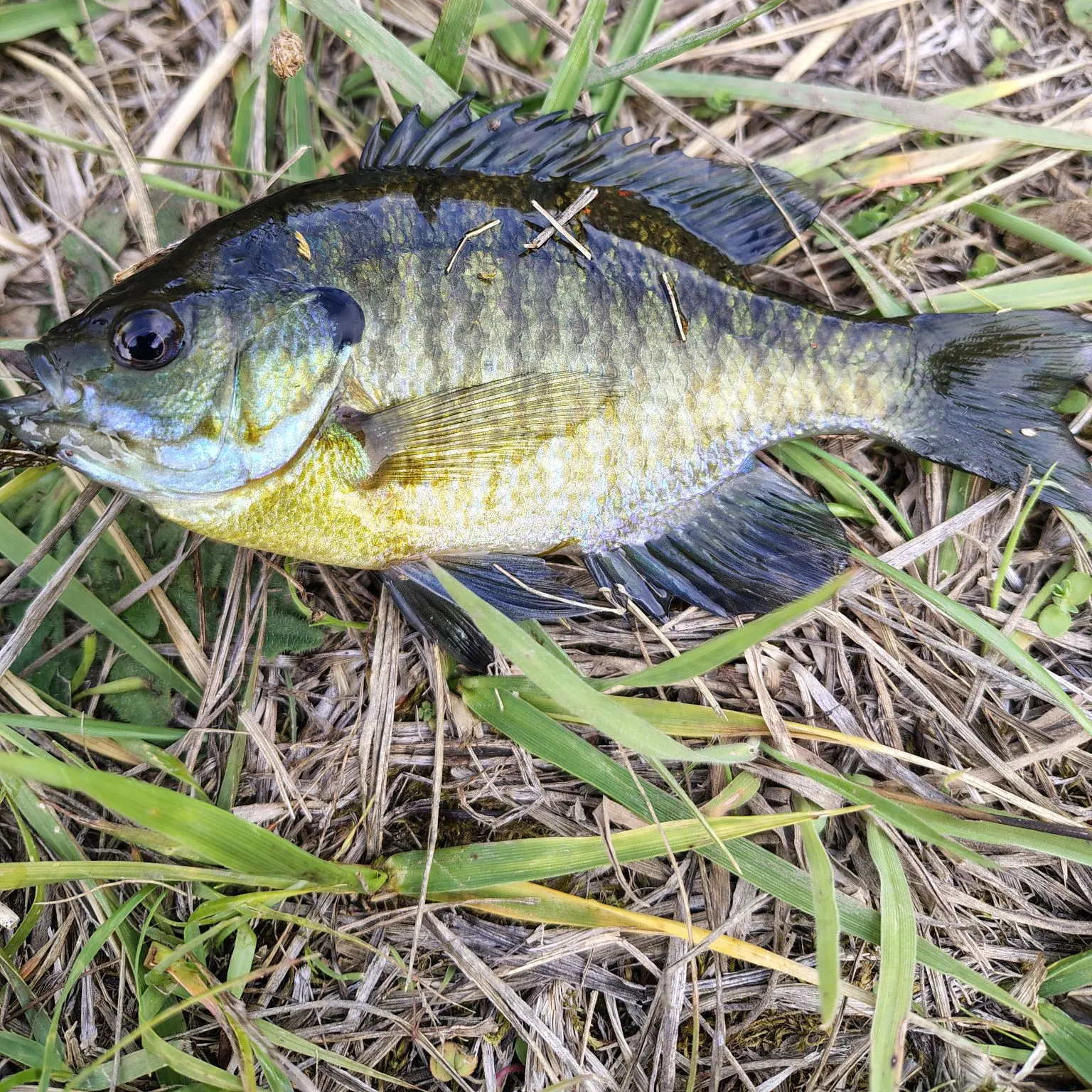 Bluegill caught on Fishbrain
