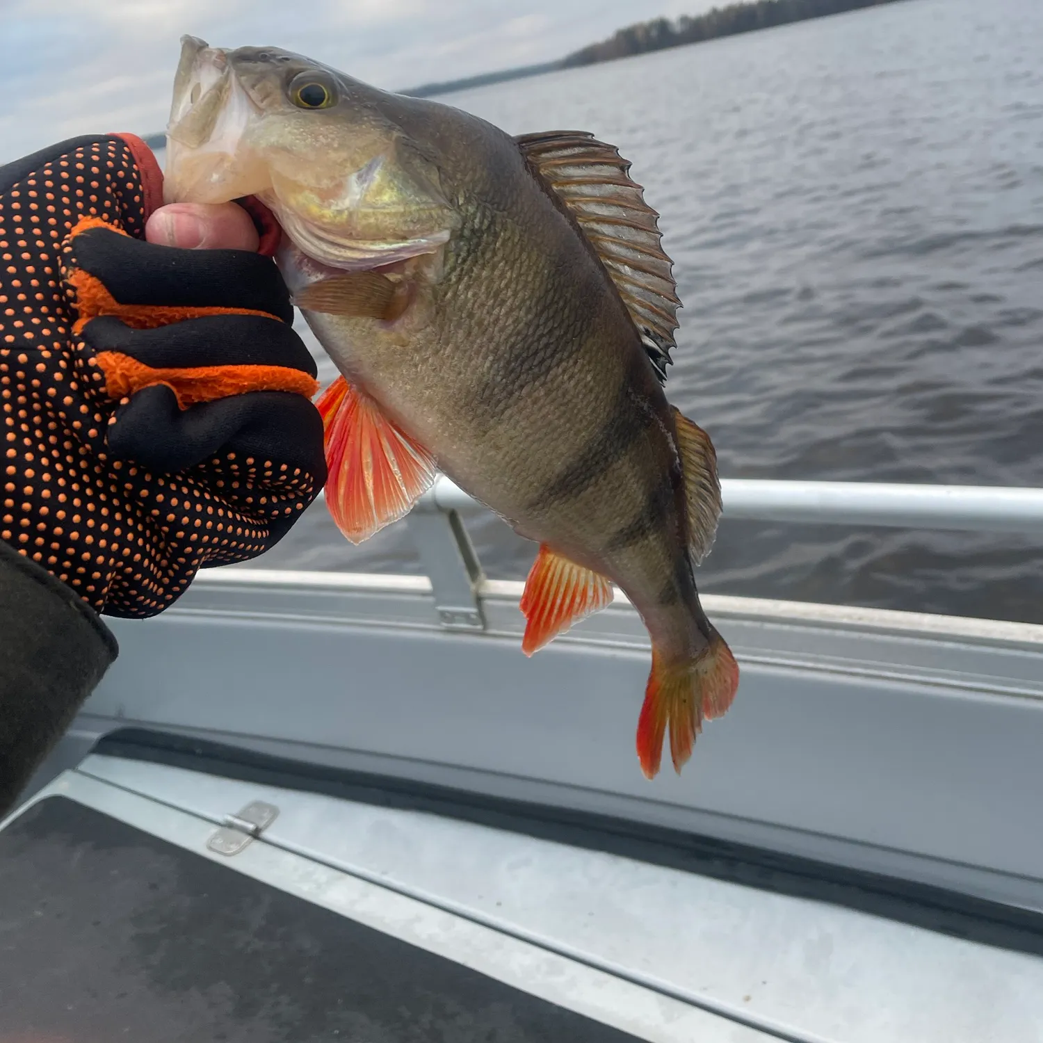 European perch caught on Fishbrain