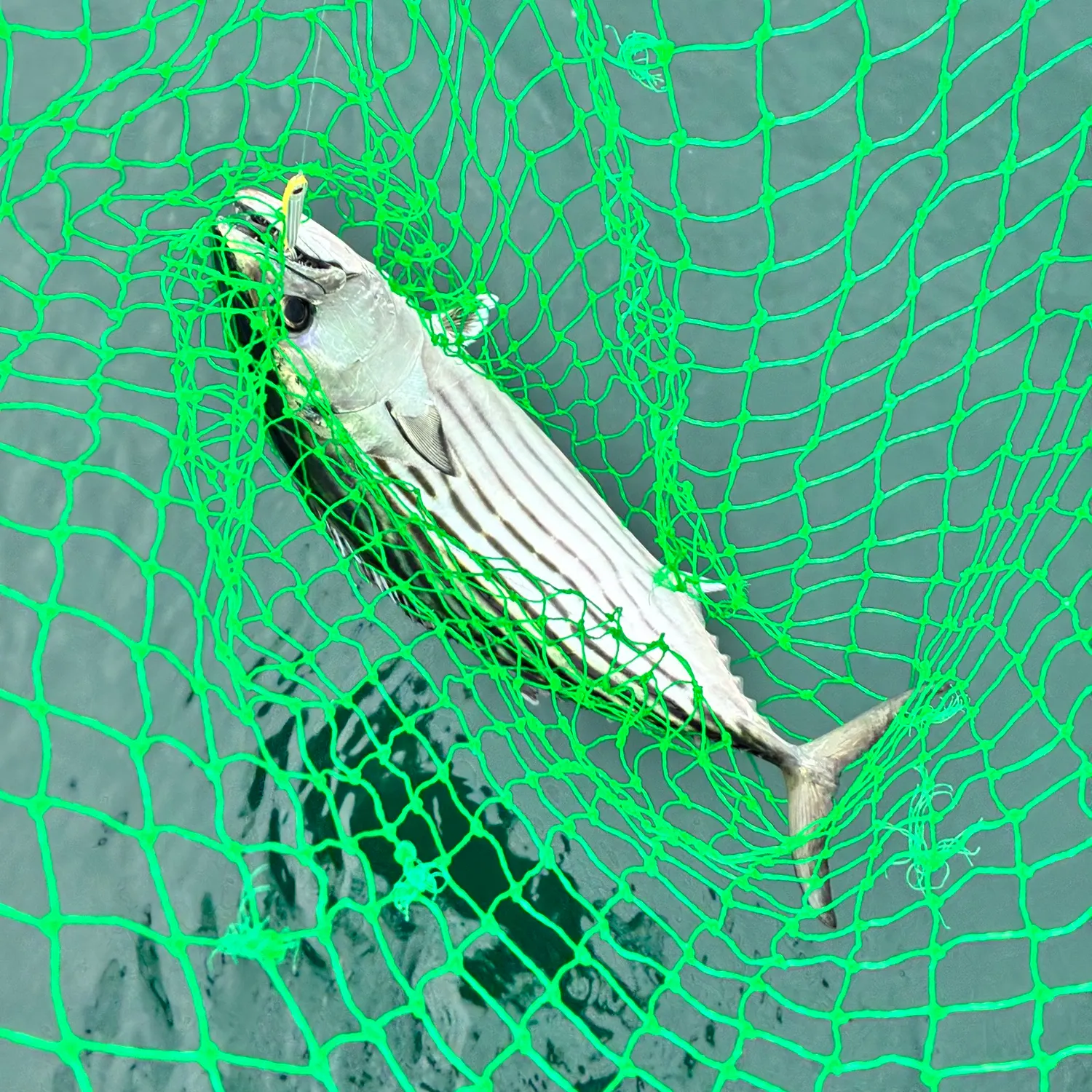 Australian bonito caught on Fishbrain