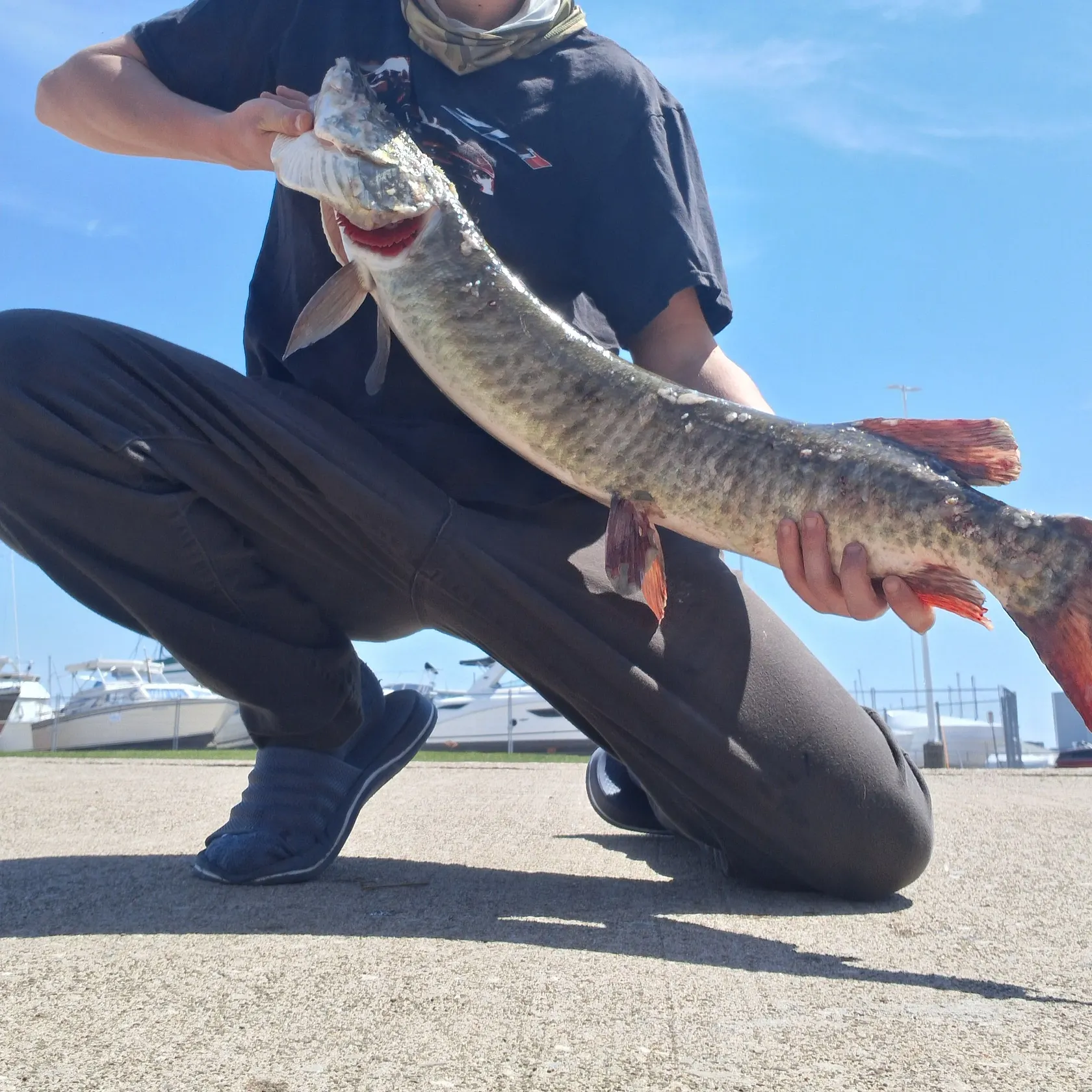 The most recent Muskellunge catches on Fishbrain