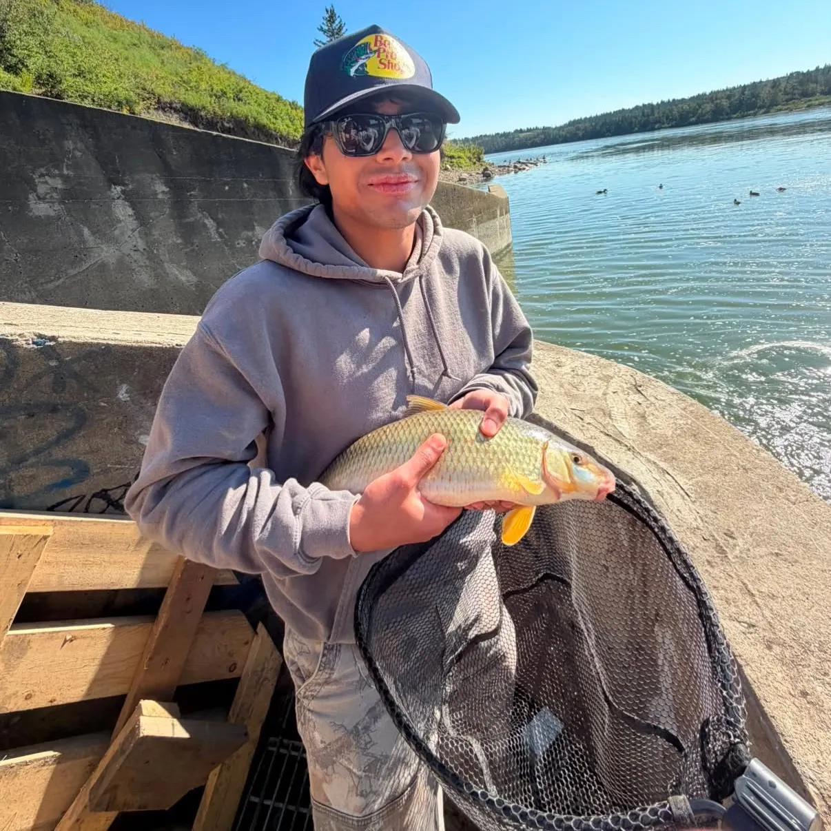 Shorthead redhorse caught on Fishbrain