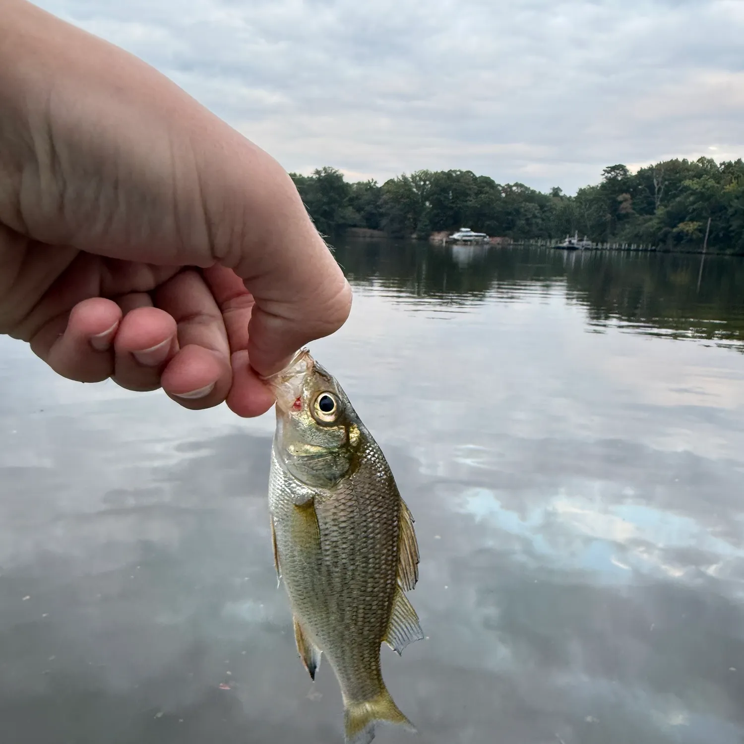 White perch caught on Fishbrain