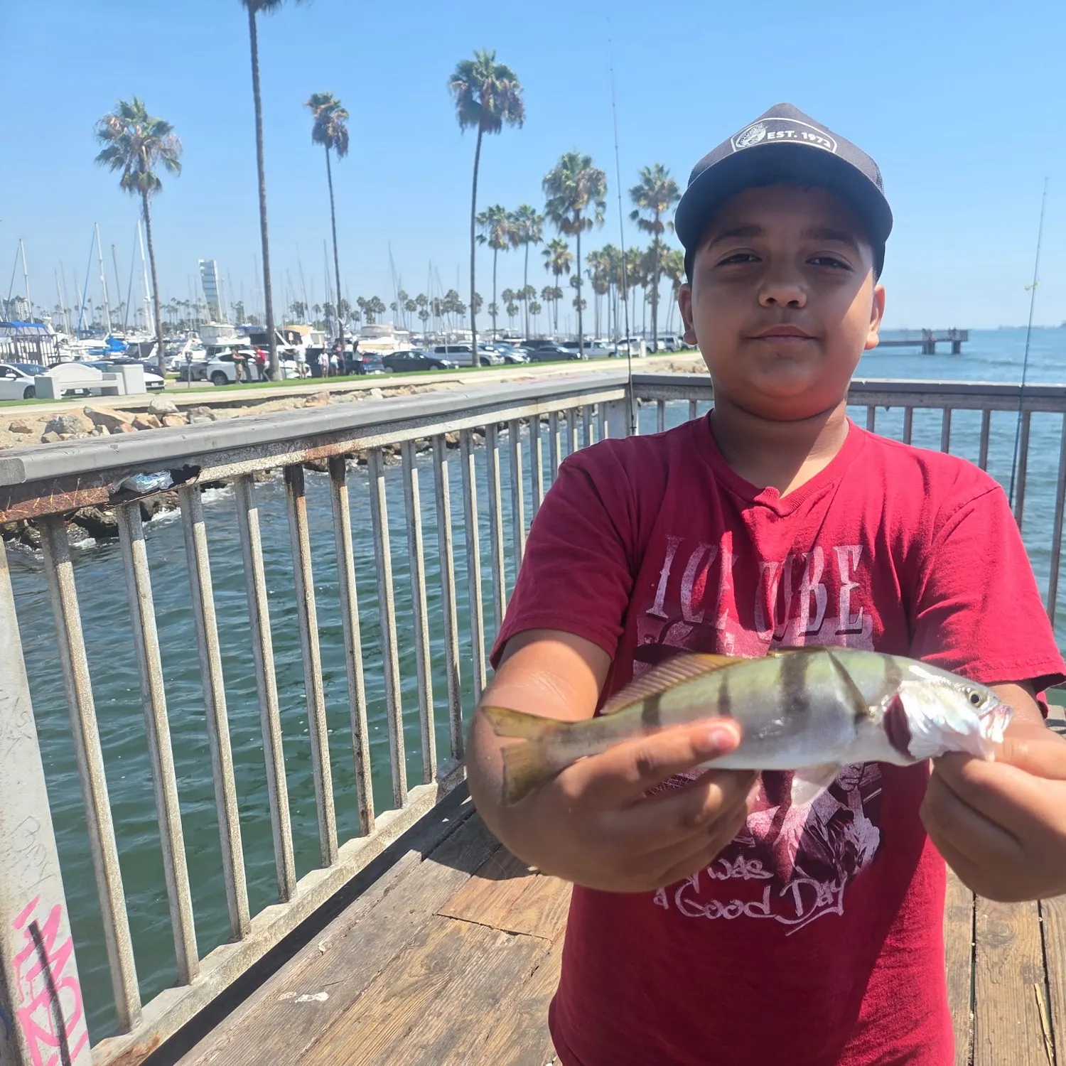 White seabass caught on Fishbrain