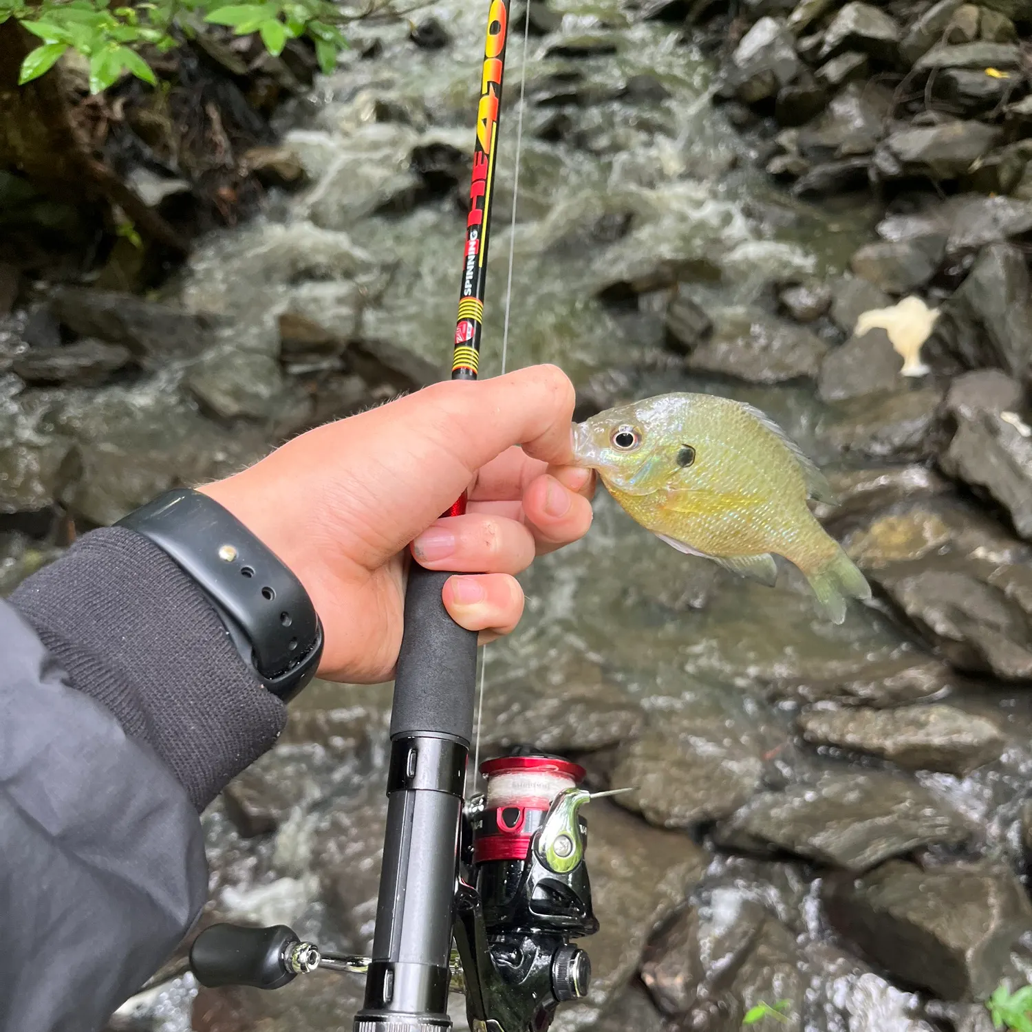 recently logged catches