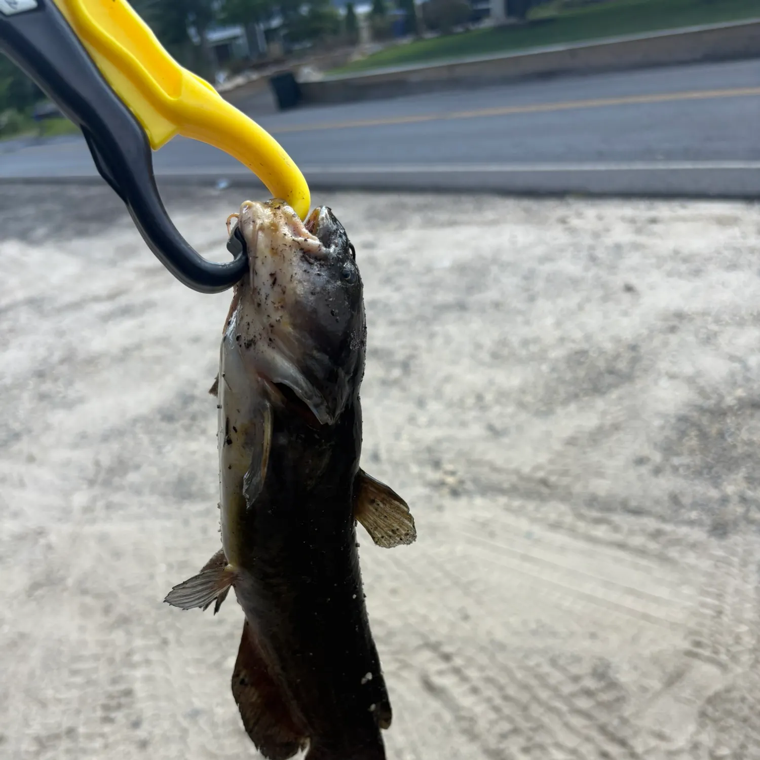 Black bullhead caught on Fishbrain