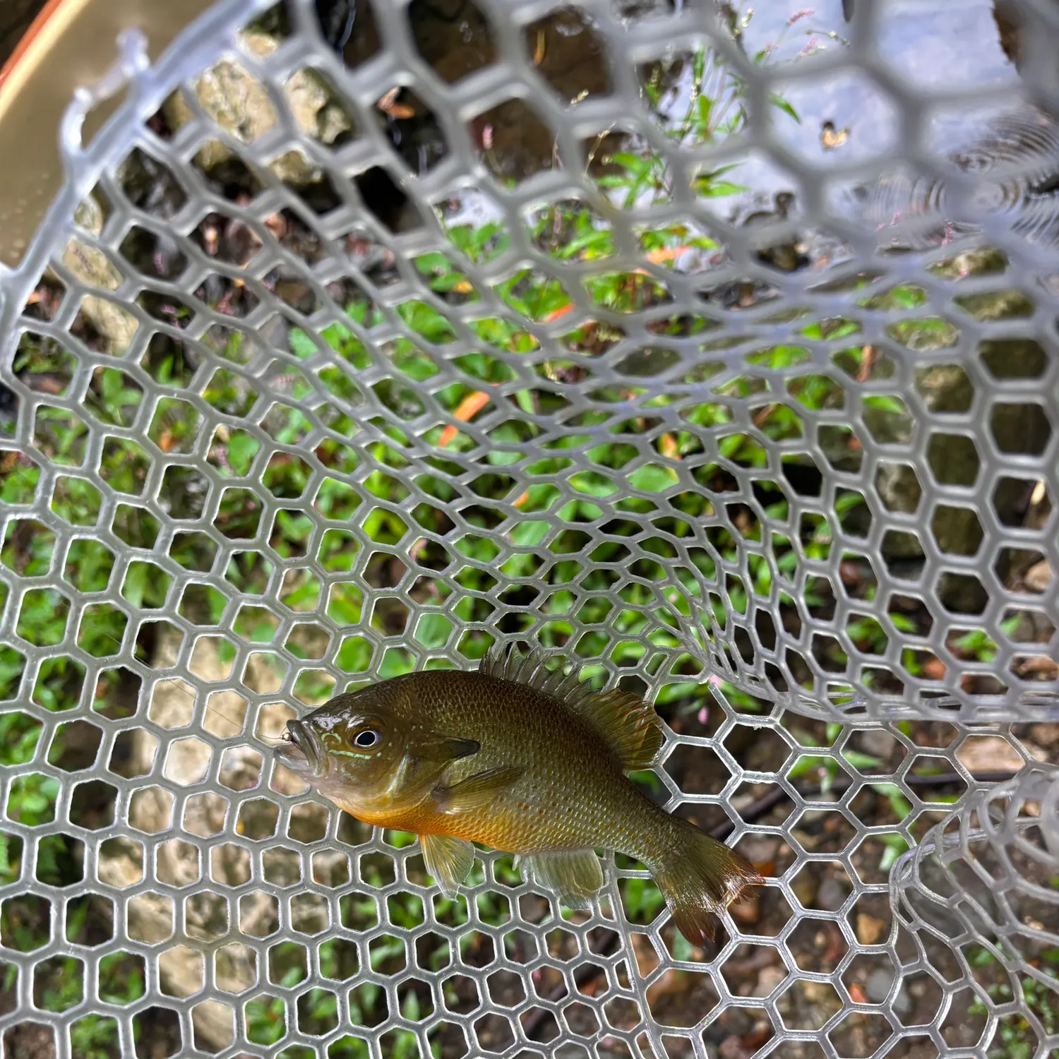 Redbreast sunfish caught on Fishbrain