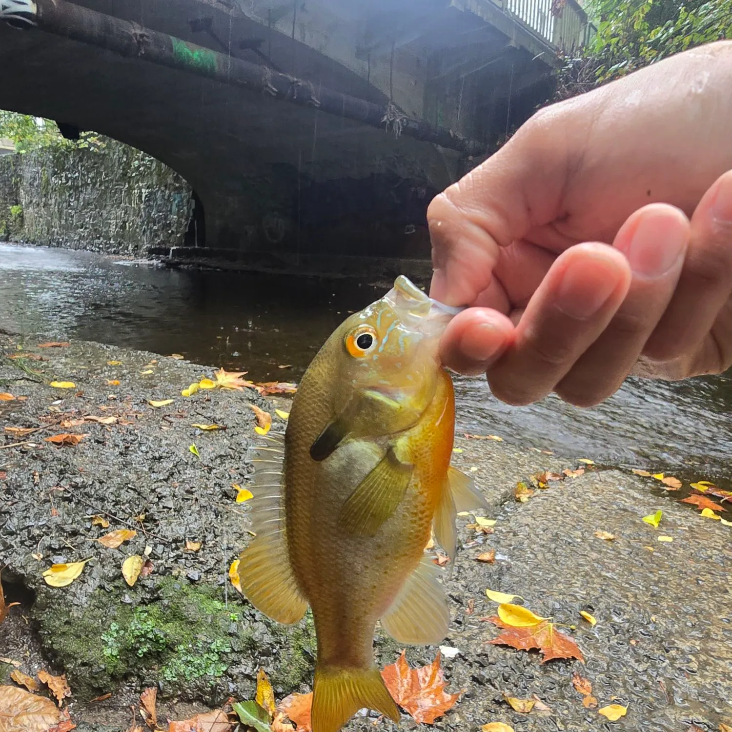 Redbreast sunfish caught on Fishbrain